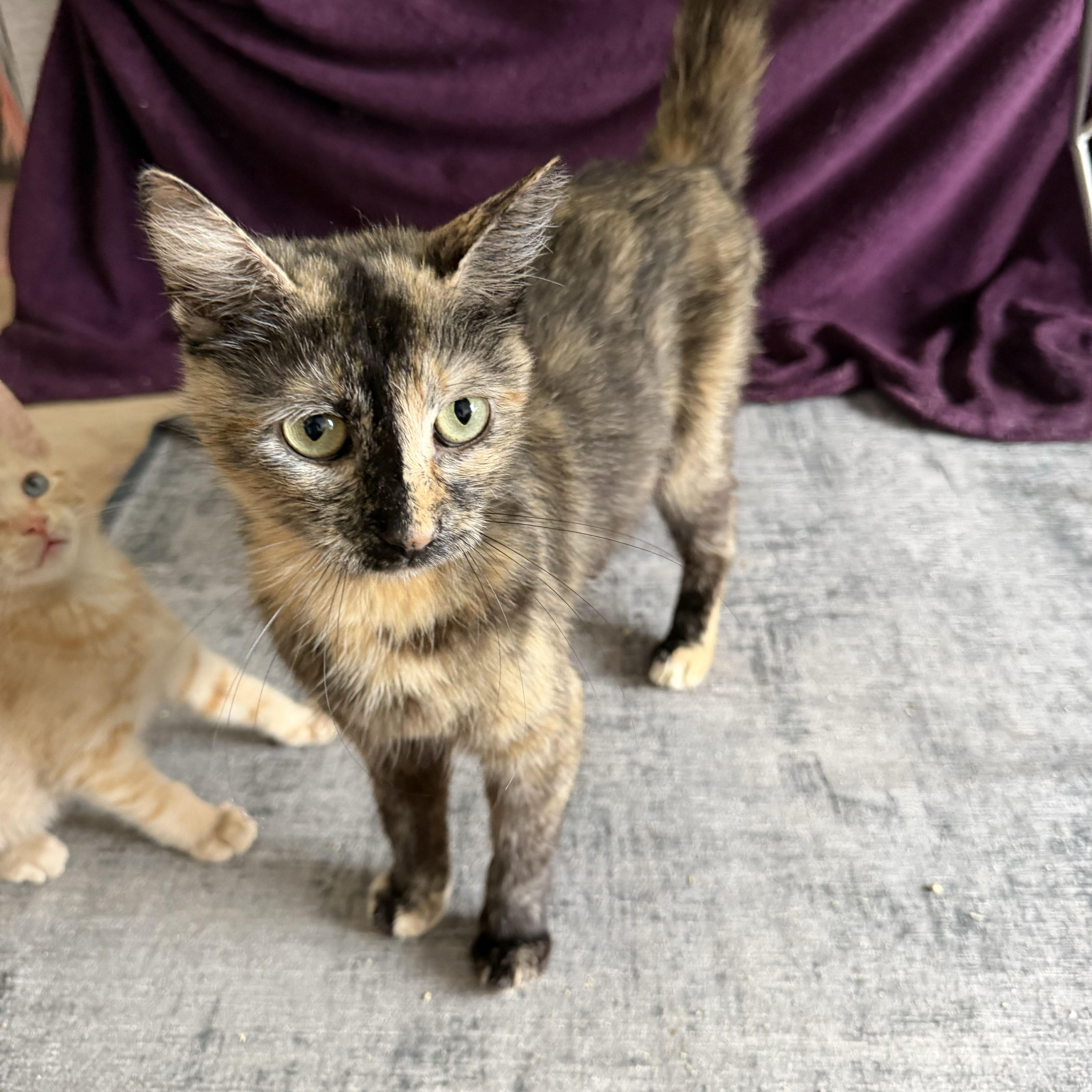 Enlarge Lambrusco, a ADOPTABLE Domestic Short Hair in BROOKLYN, NY image 4/5
