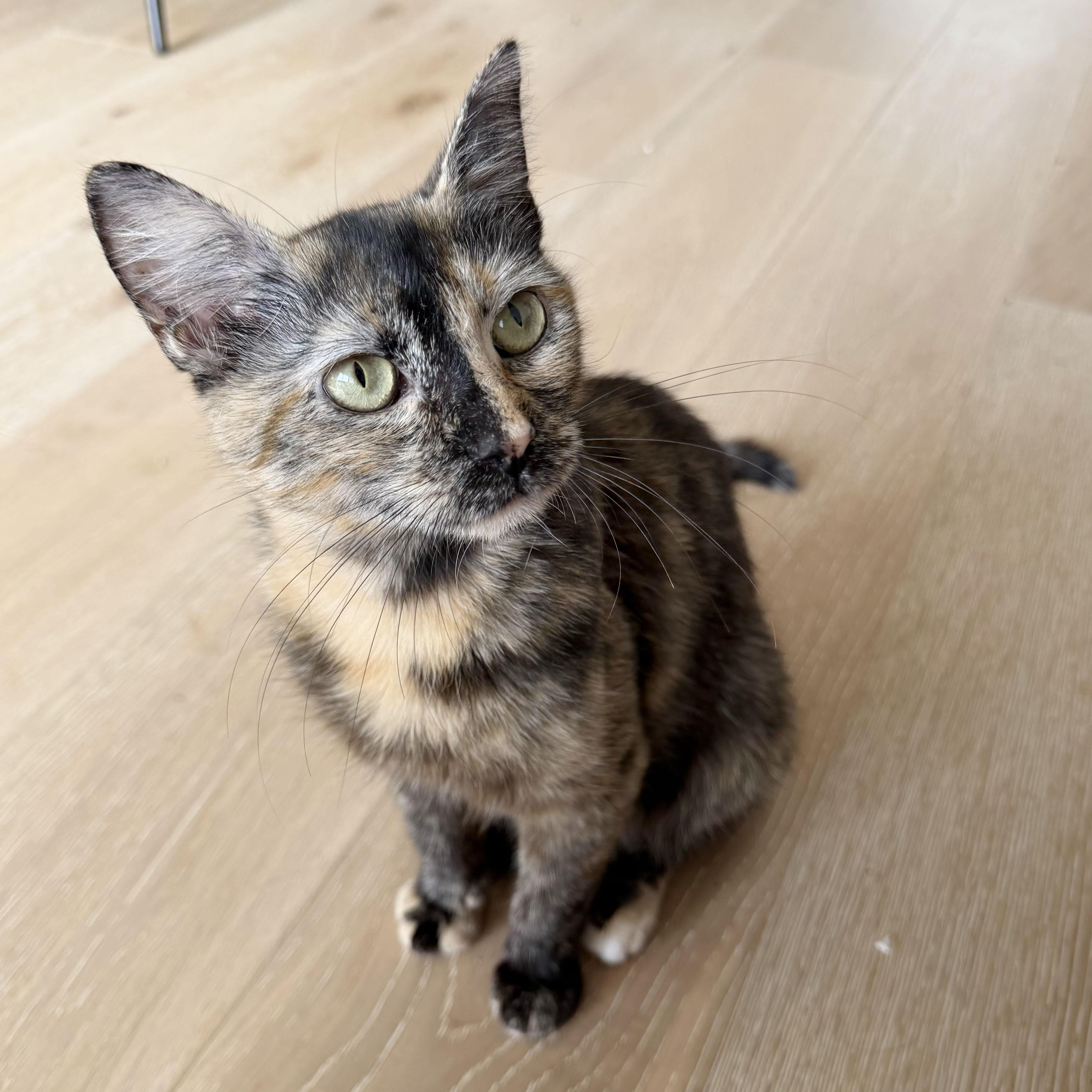 Enlarge Lambrusco, a ADOPTABLE Domestic Short Hair in BROOKLYN, NY image 5/6