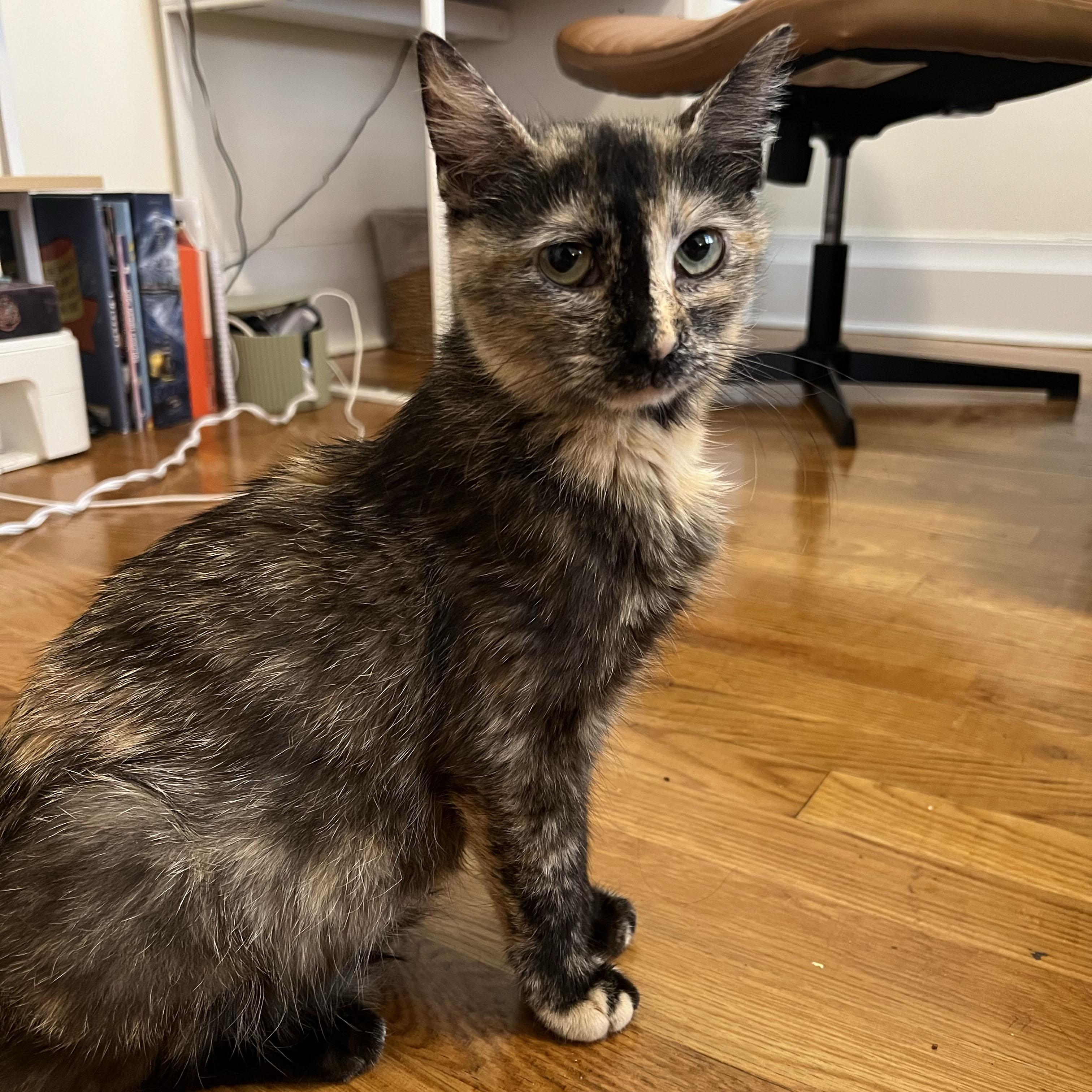 Enlarge Lambrusco, a ADOPTABLE Domestic Short Hair in BROOKLYN, NY image 2/5