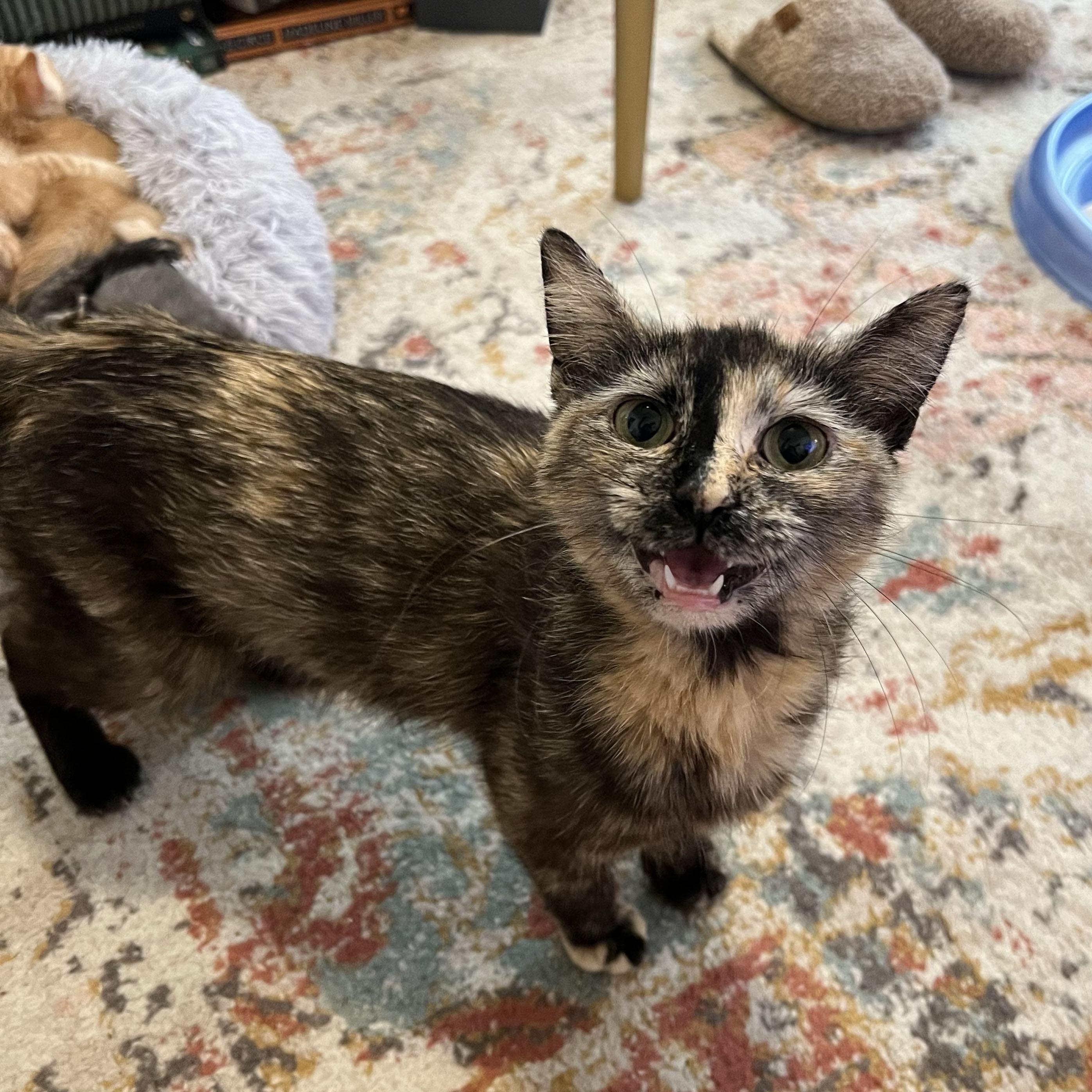 Enlarge Lambrusco, a ADOPTABLE Domestic Short Hair in BROOKLYN, NY image 3/5