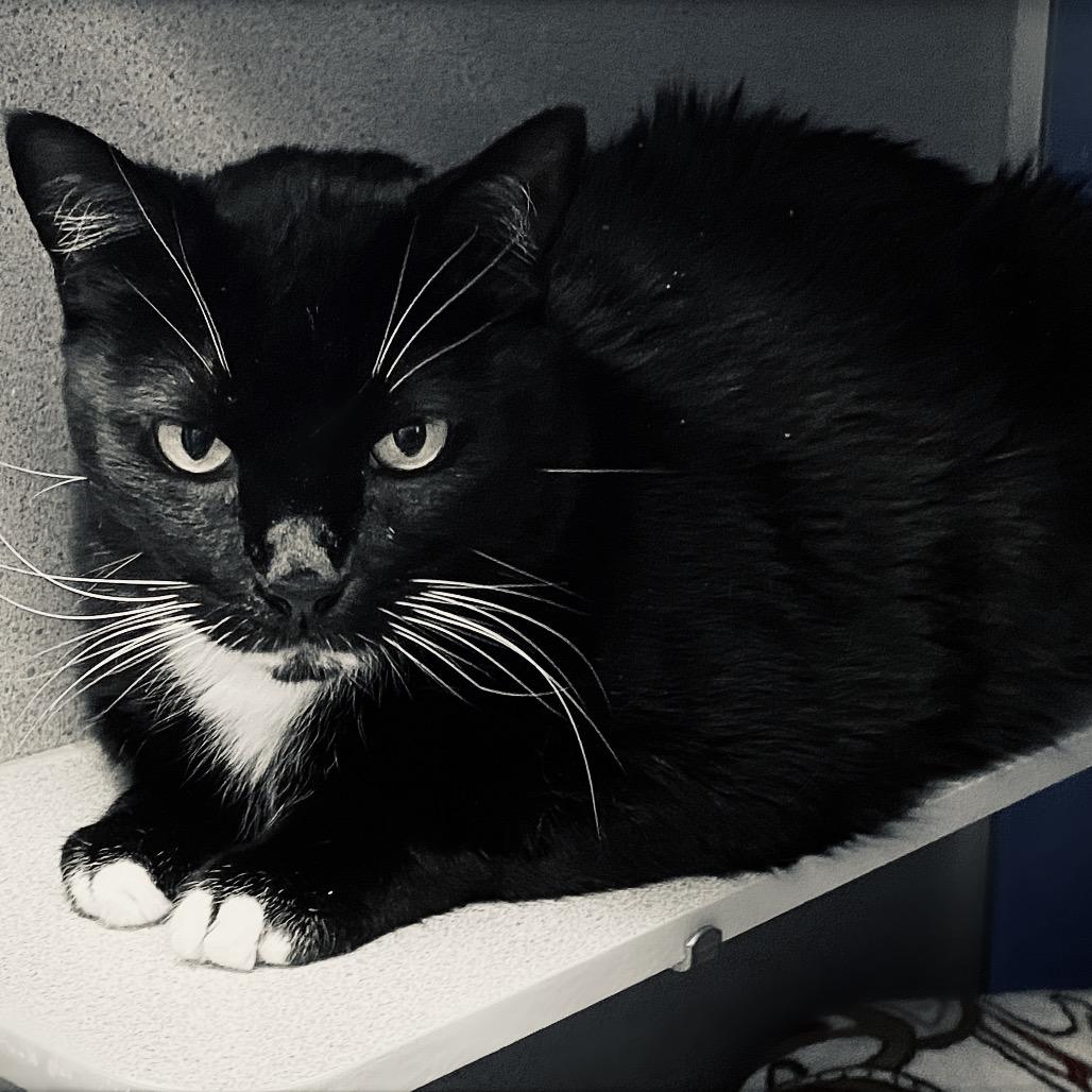 Ratchet, Adoptable, Senior Female Domestic Short Hair.