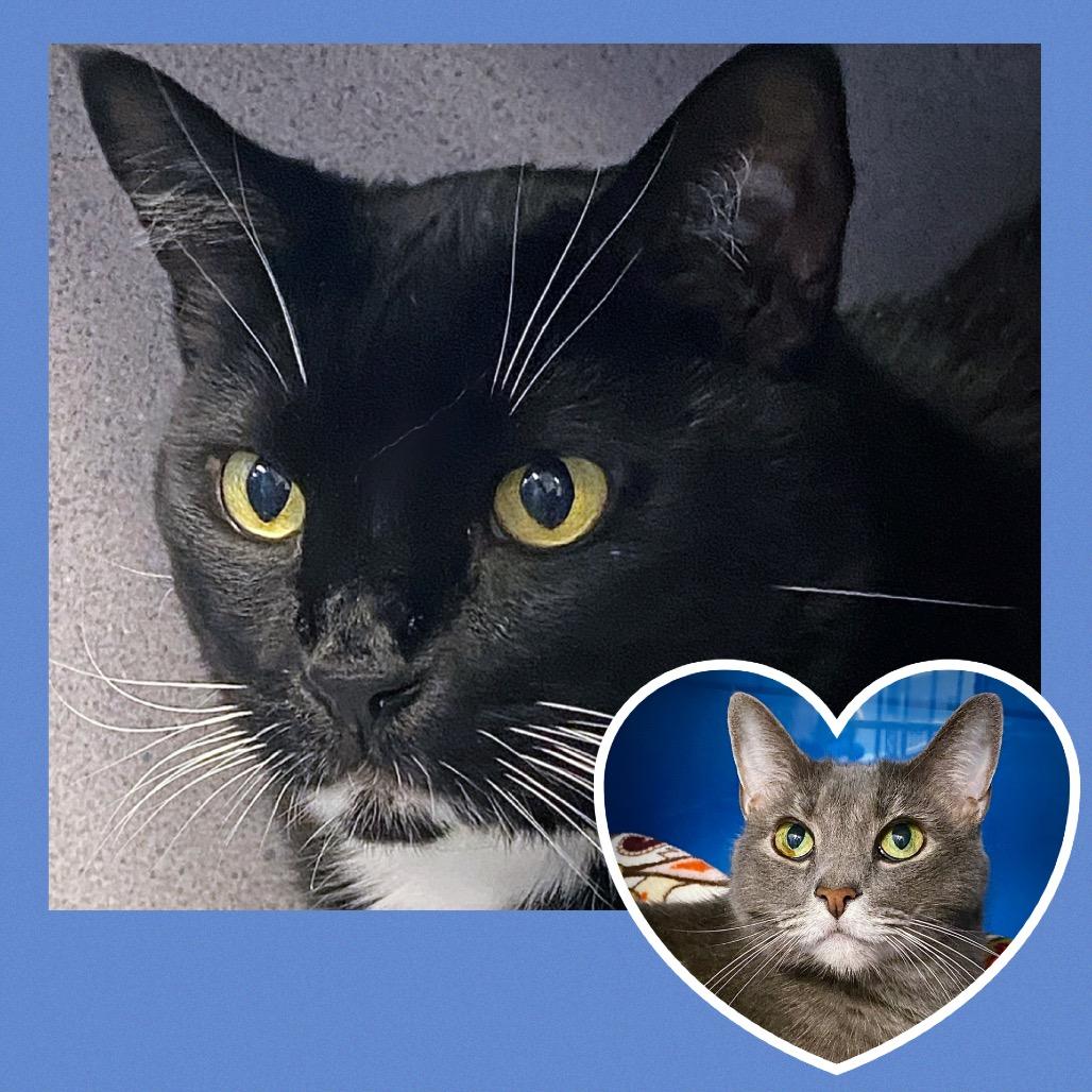 Enlarge Ratchet, a Adoptable Domestic Short Hair in Huntsville, AL image 2/5