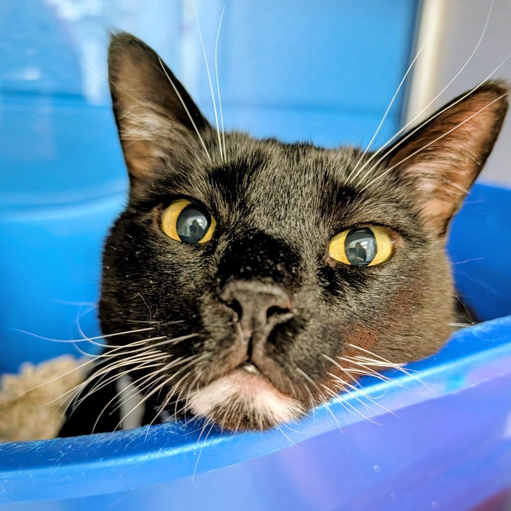 Enlarge Ratchet, a Adoptable Domestic Short Hair in Huntsville, AL image 3/5