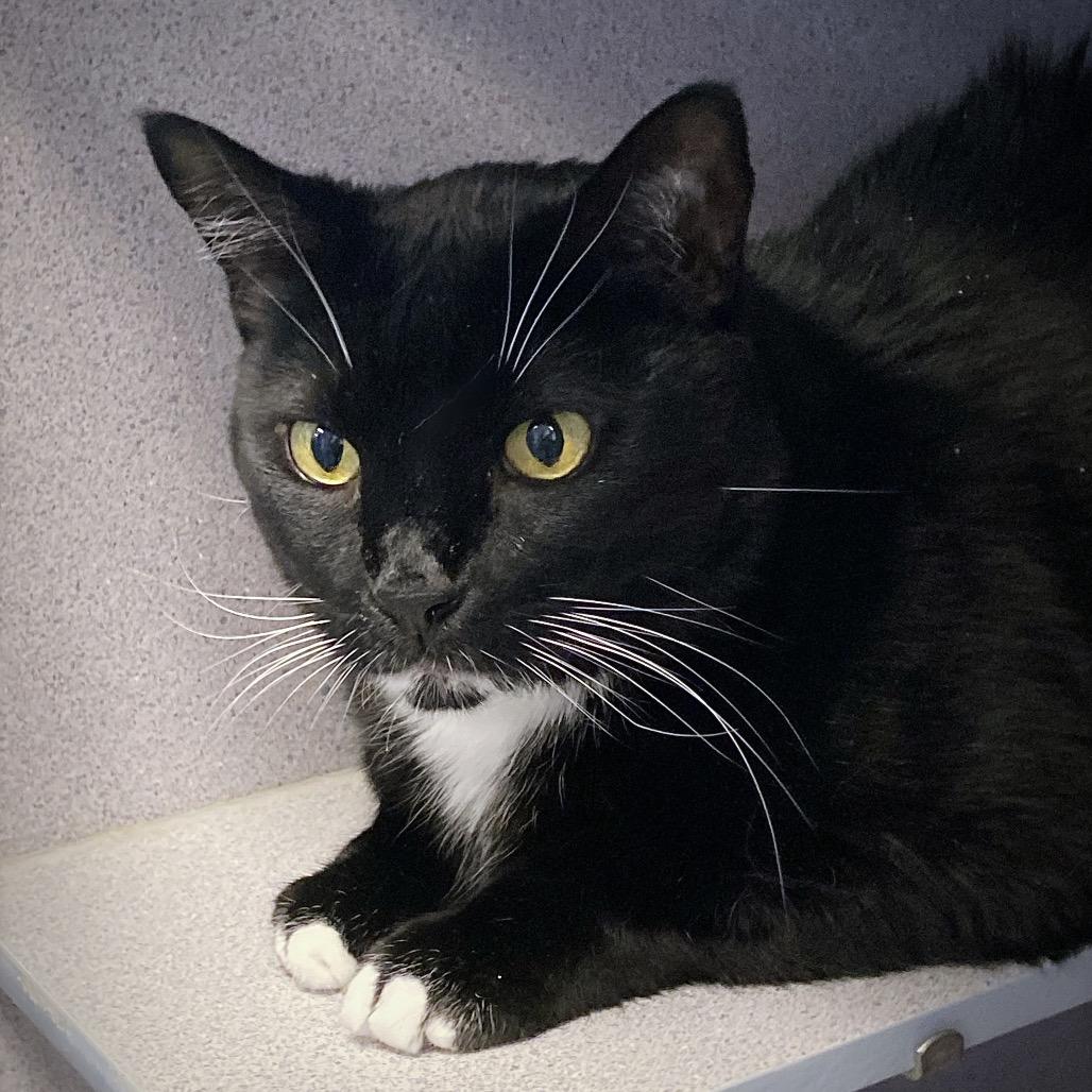 Enlarge Ratchet, a Adoptable Domestic Short Hair in Huntsville, AL image 5/5