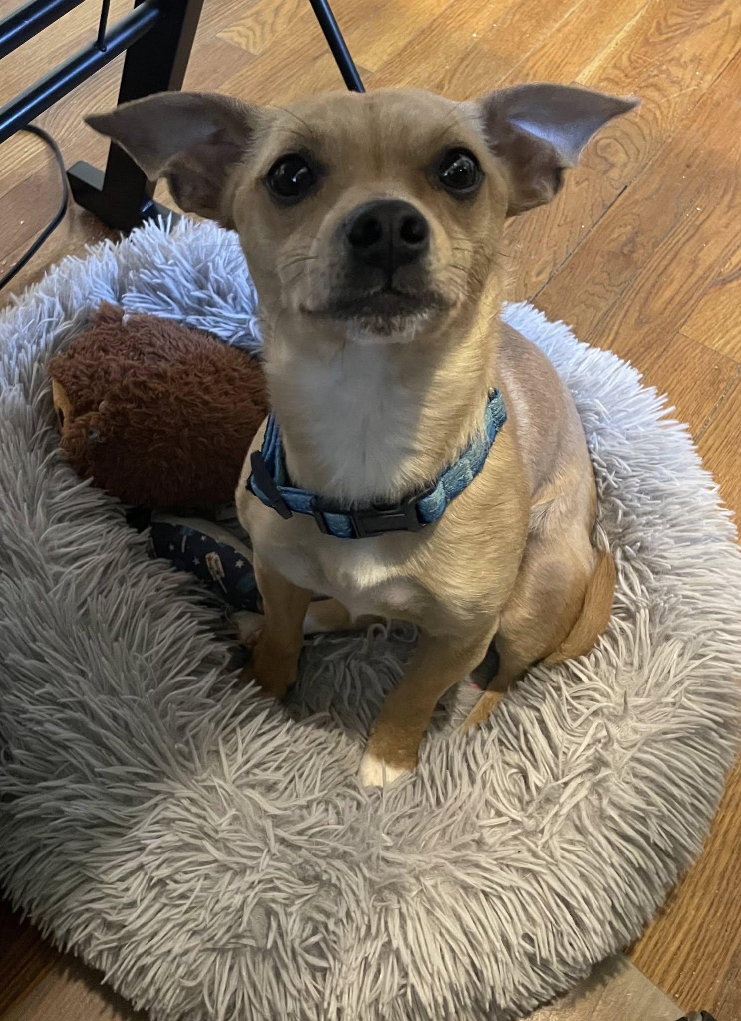 Bruiser, Adopted, Adult Male Chihuahua.