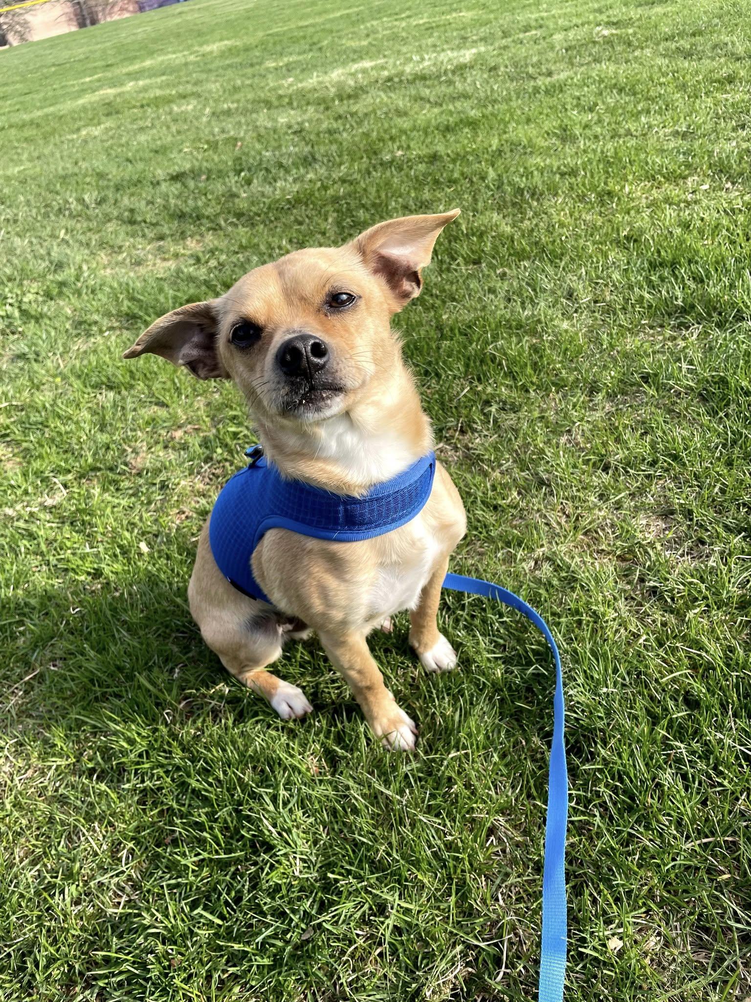 Bruiser, a Adopted Chihuahua in Nazareth, PA image 2/3