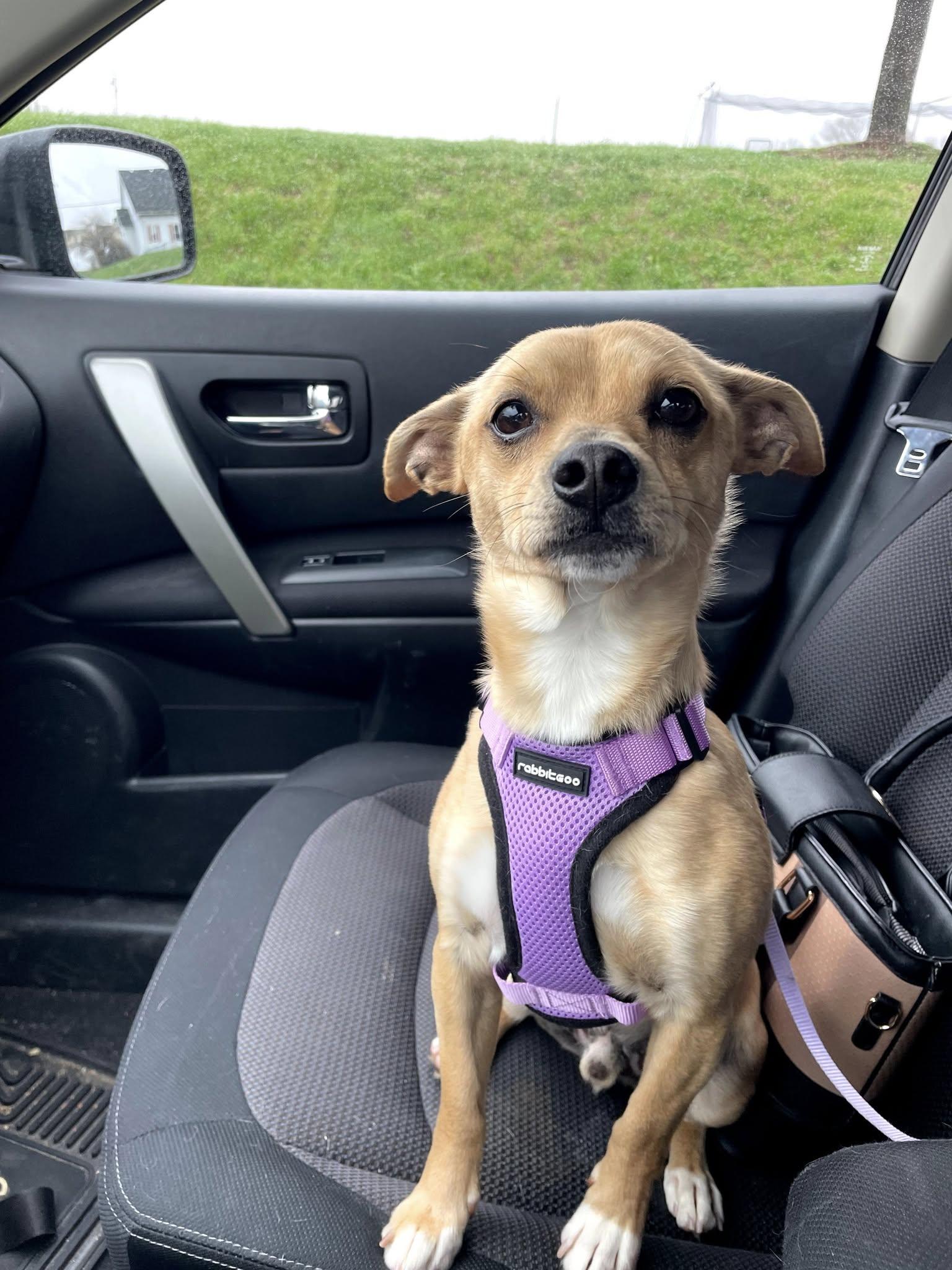 Bruiser, a Adopted Chihuahua in Nazareth, PA image 3/3