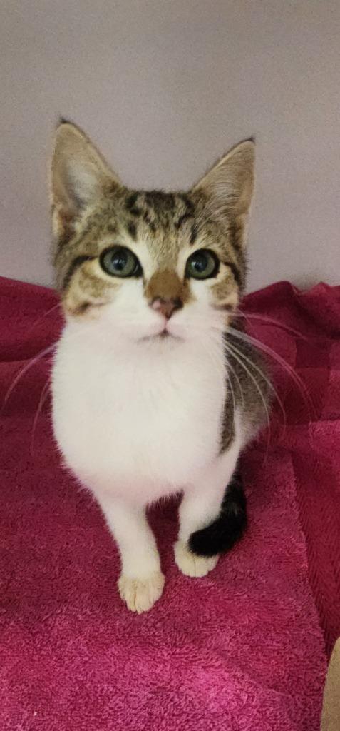 Enlarge Cranberry, a Adoptable mixed breed in Oxford, NC image 1/1