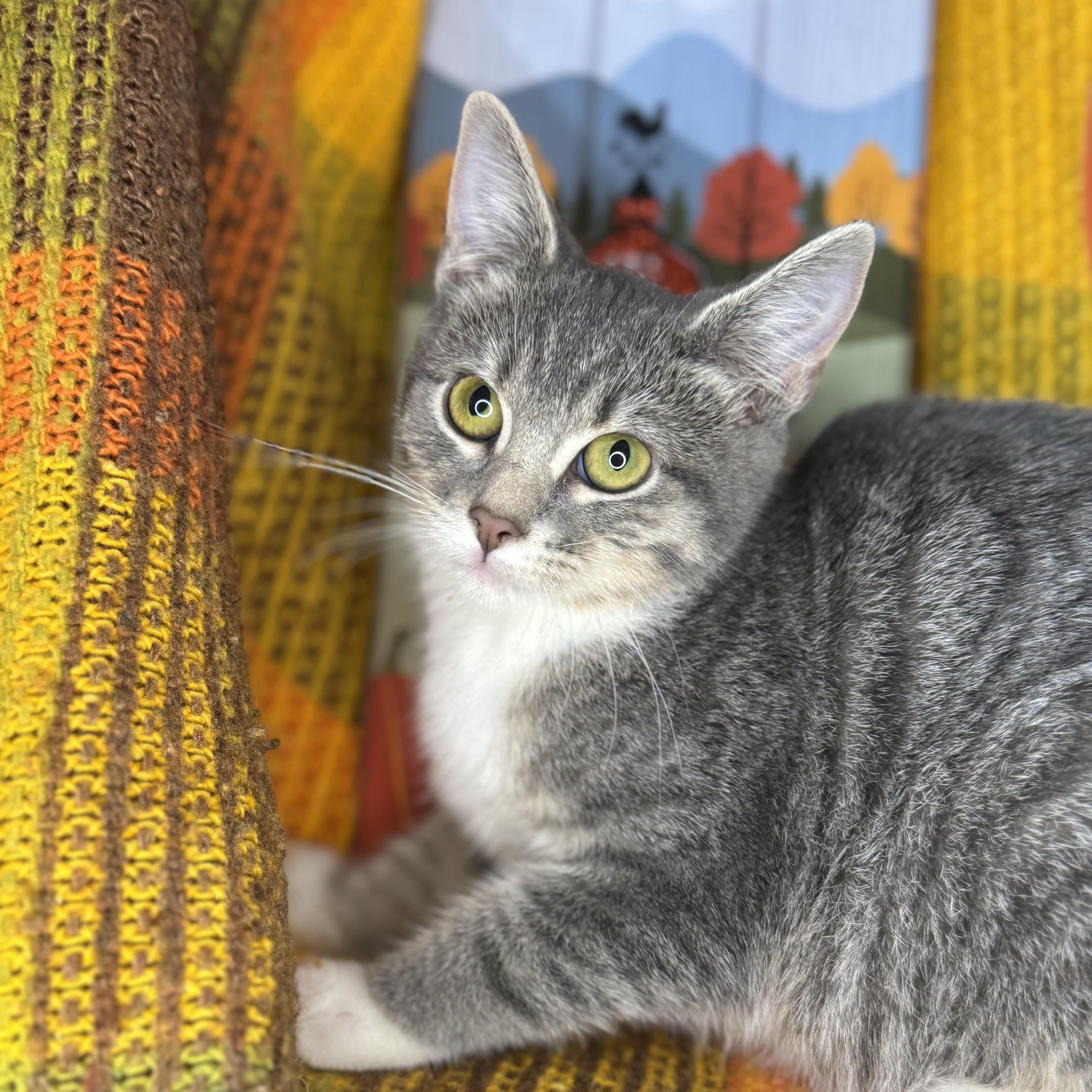 Enlarge Aster, a Adoptable mixed breed in Mount Vernon, IL image 3/6