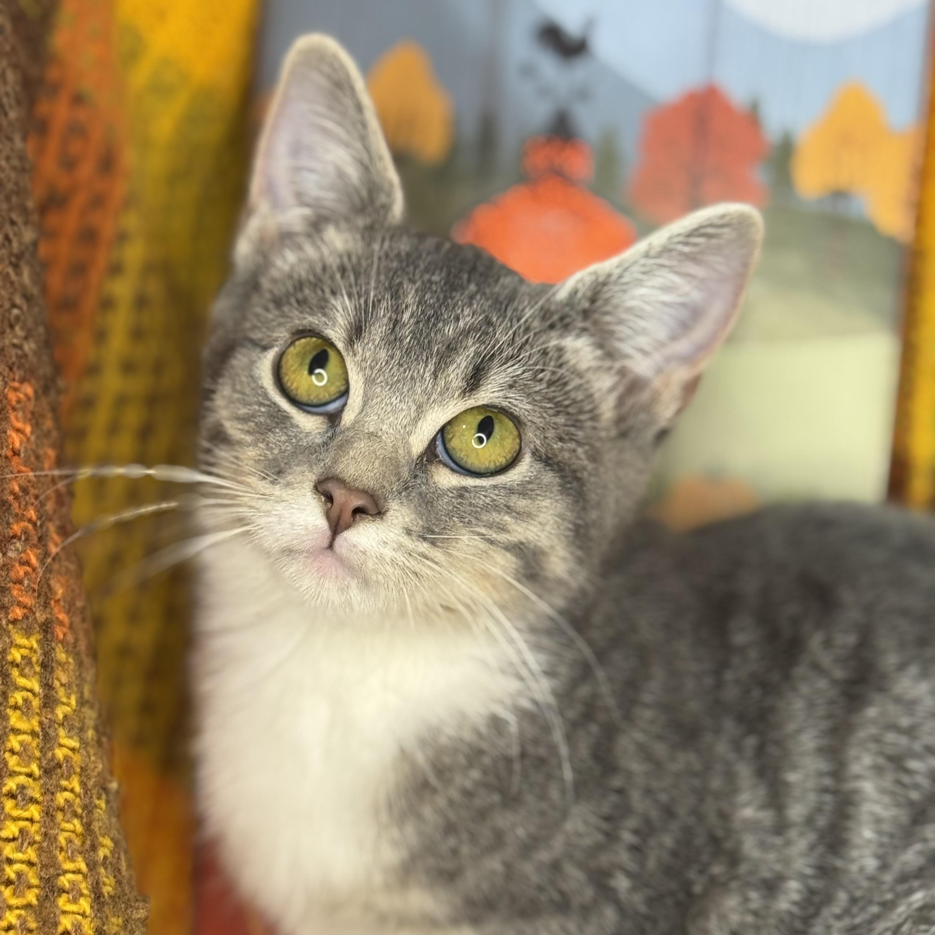 Aster, Adoptable, Kitten Female American Wirehair & Egyptian Mau.