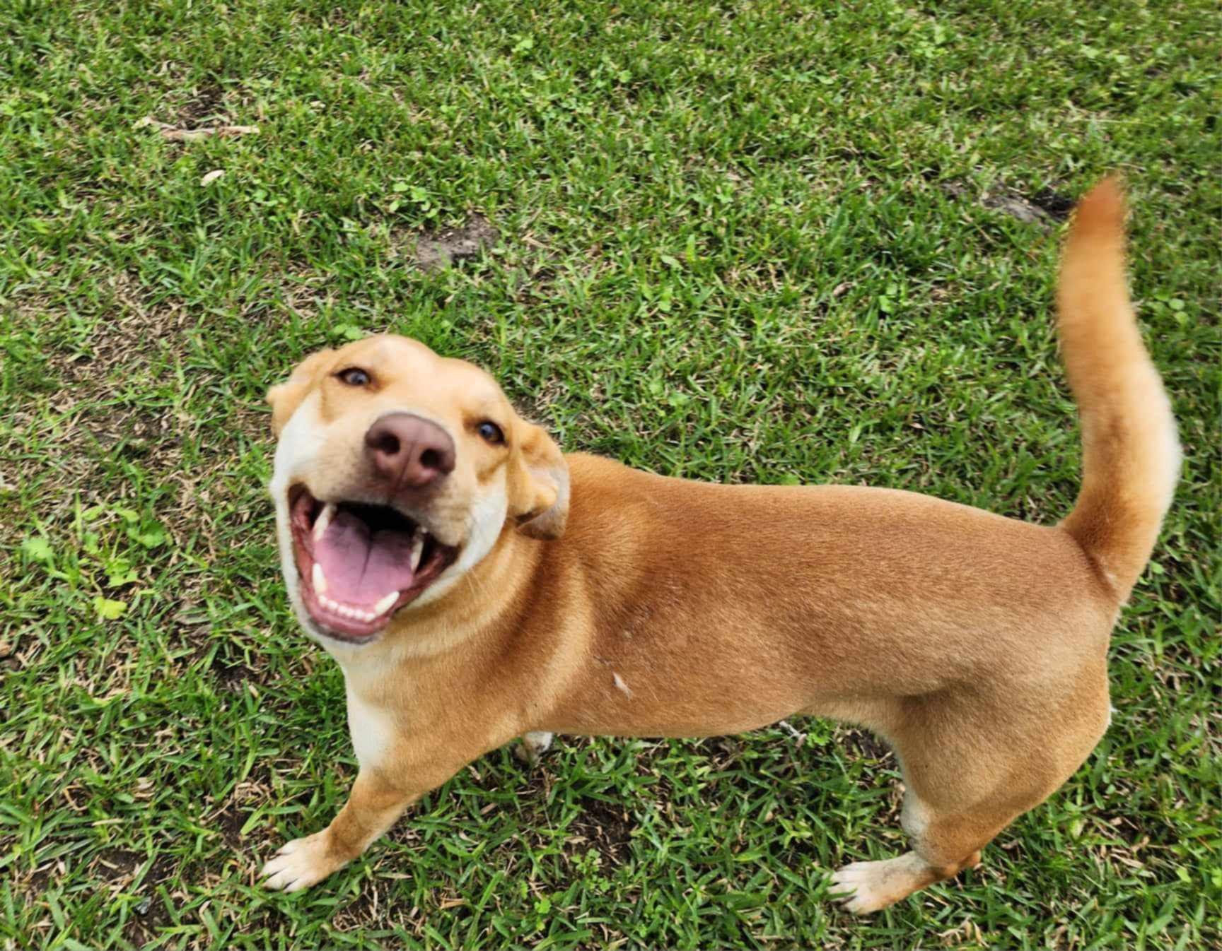 Laney, a Adopted mixed breed in PEARLAND, TX image 1/5