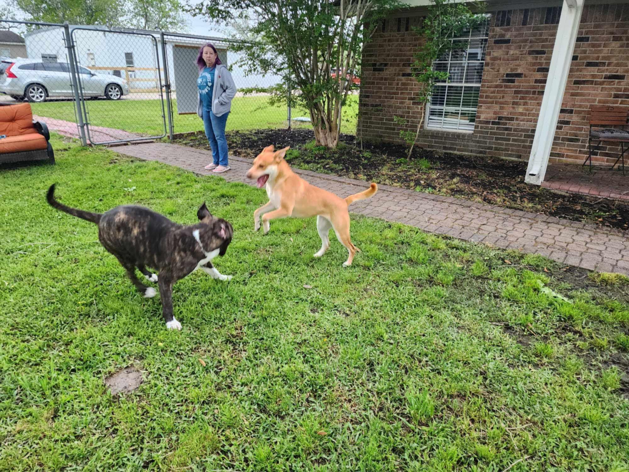 Laney, a Adopted mixed breed in PEARLAND, TX image 2/5