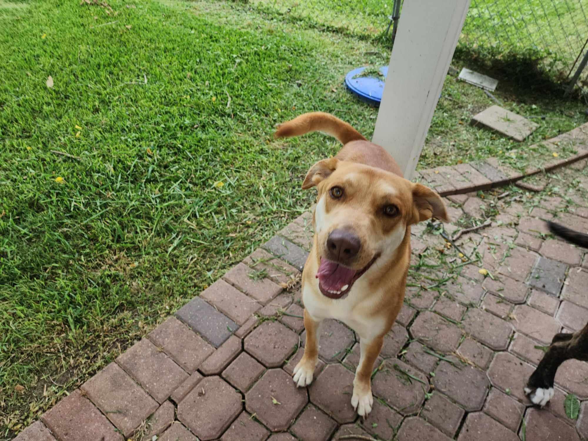 Laney, a Adopted mixed breed in PEARLAND, TX image 3/5