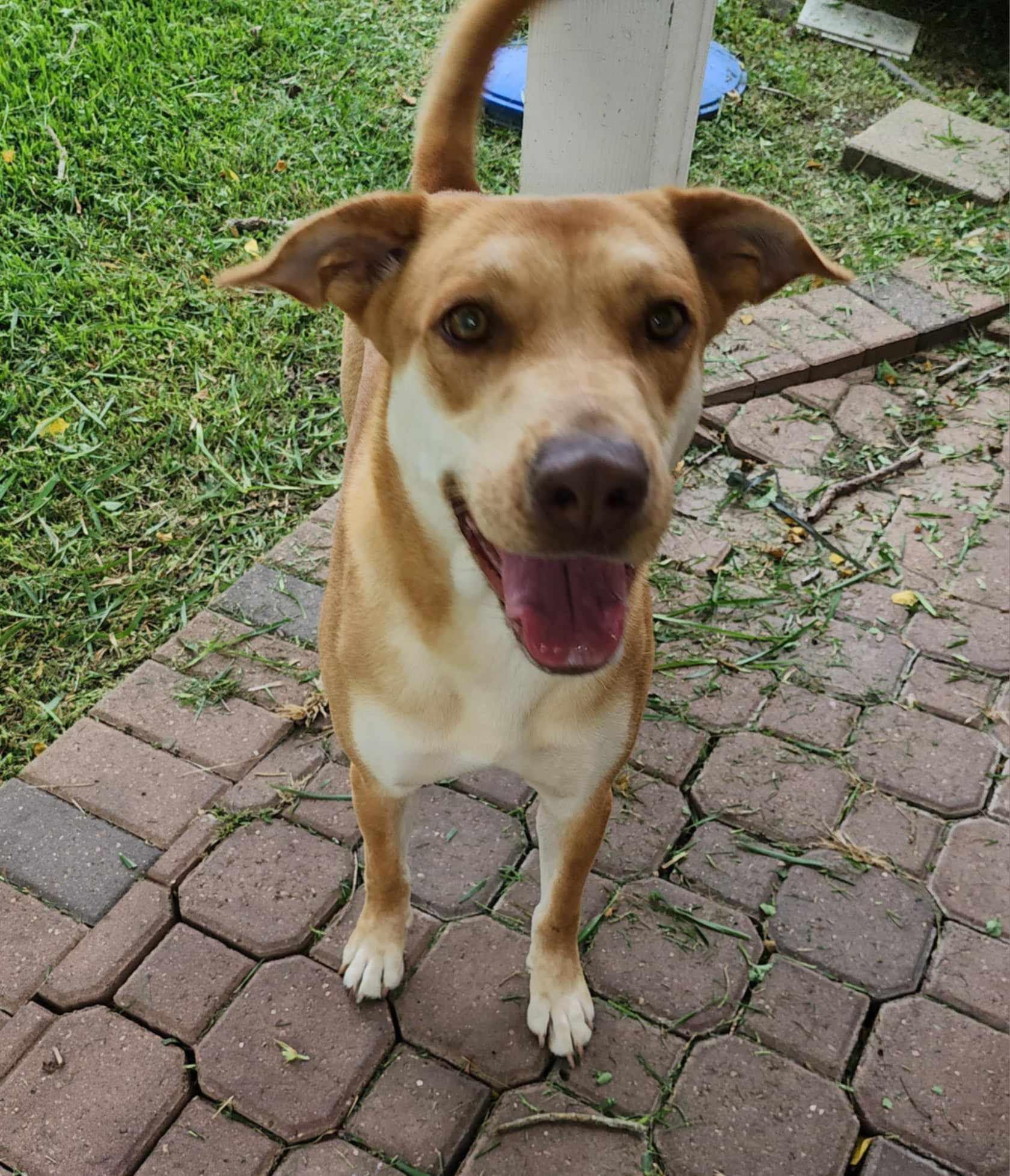 Laney, a Adopted mixed breed in PEARLAND, TX image 4/5