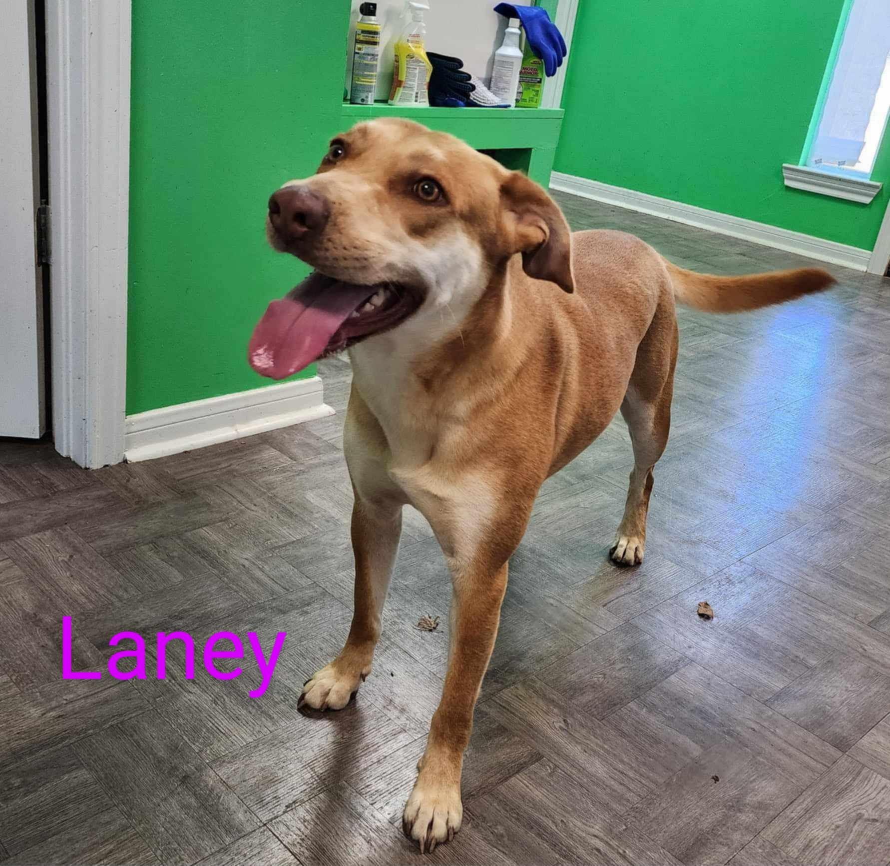 Laney, a Adopted mixed breed in PEARLAND, TX image 5/5