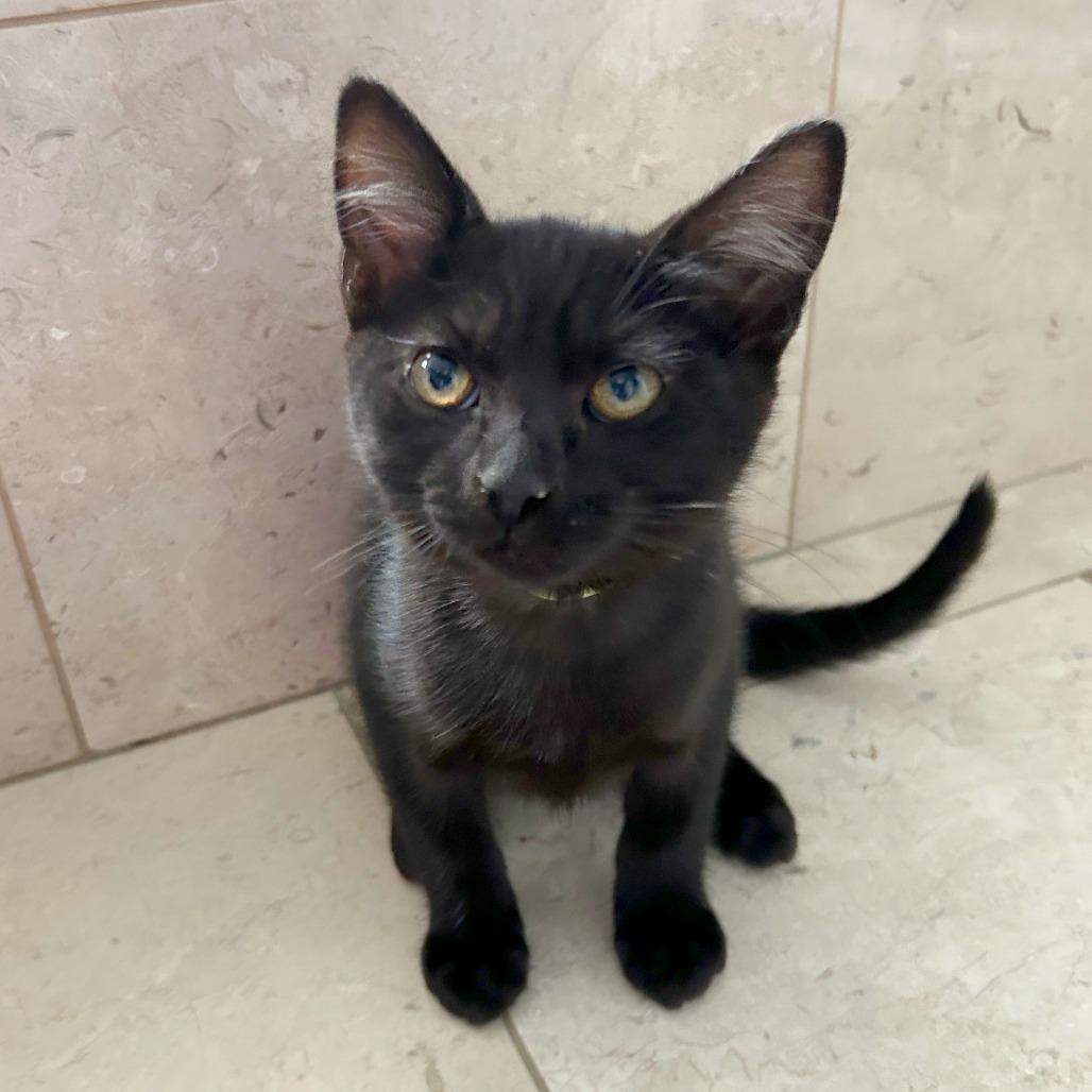 E.T., Adoptable, Kitten Female Domestic Short Hair & Domestic Short Hair.