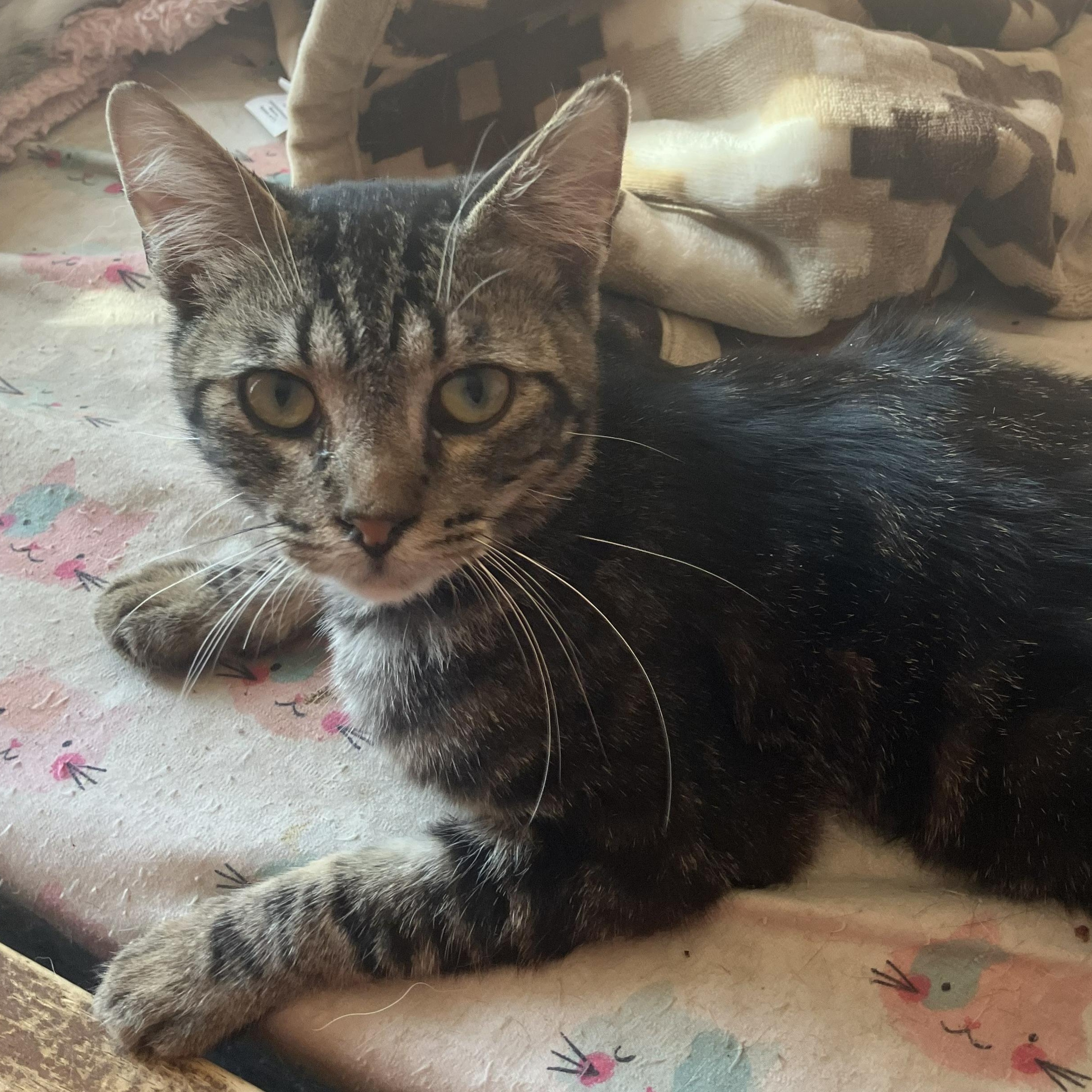 Simon, adopted, Young Male Domestic Short Hair.