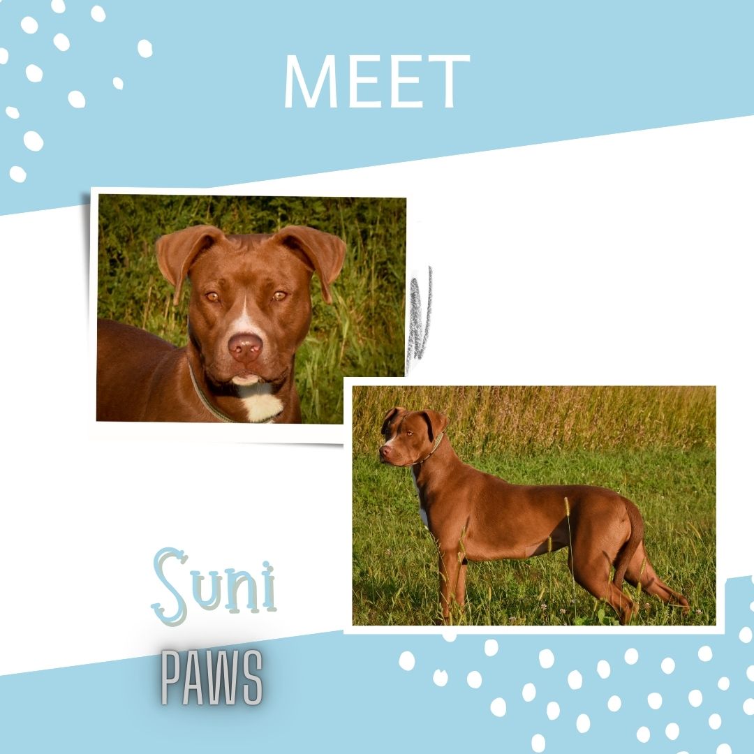 Suni, a Adoptable Pit Bull Terrier in Jefferson, IA image 1/3