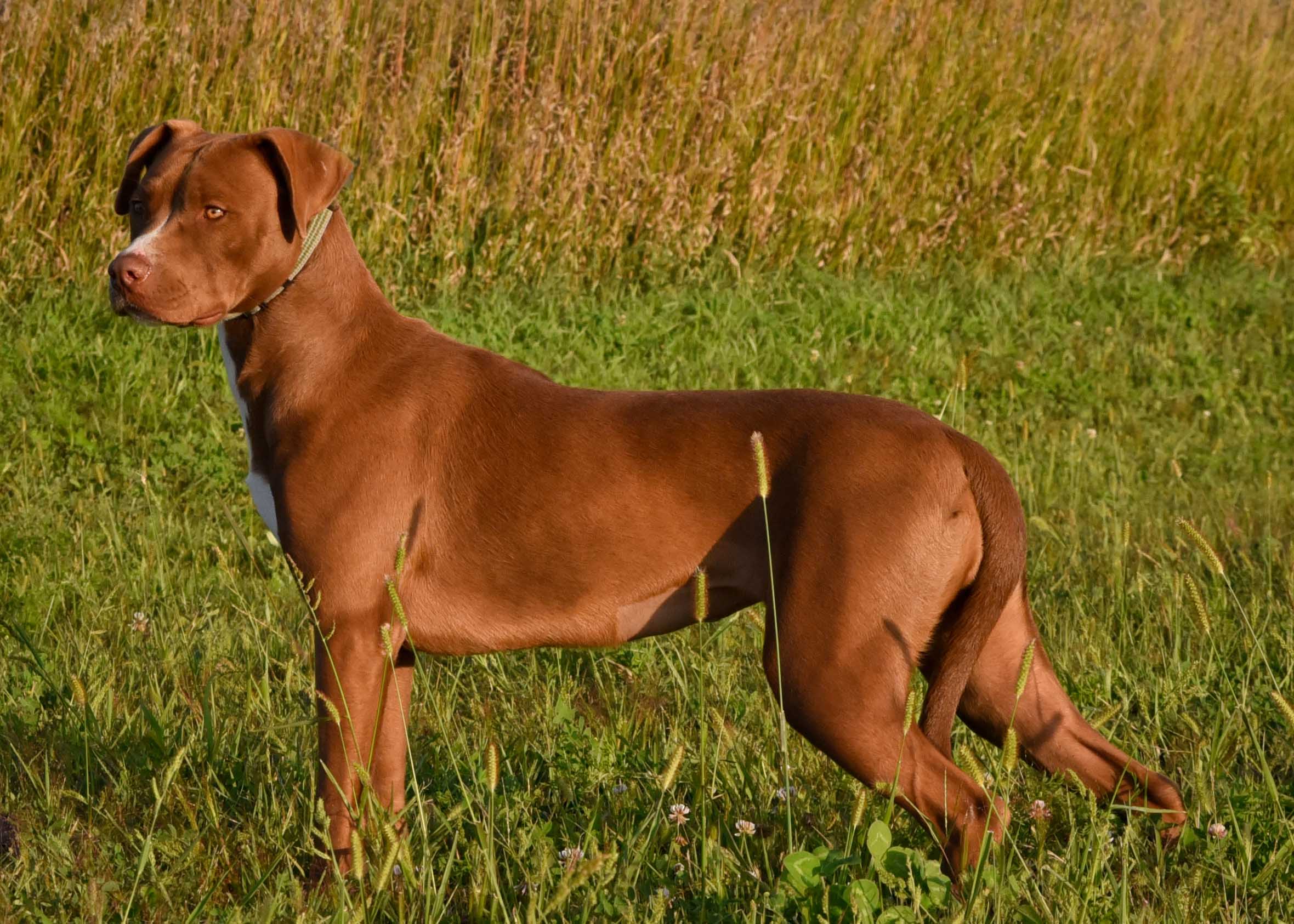 Suni, a Adoptable Pit Bull Terrier in Jefferson, IA image 2/3