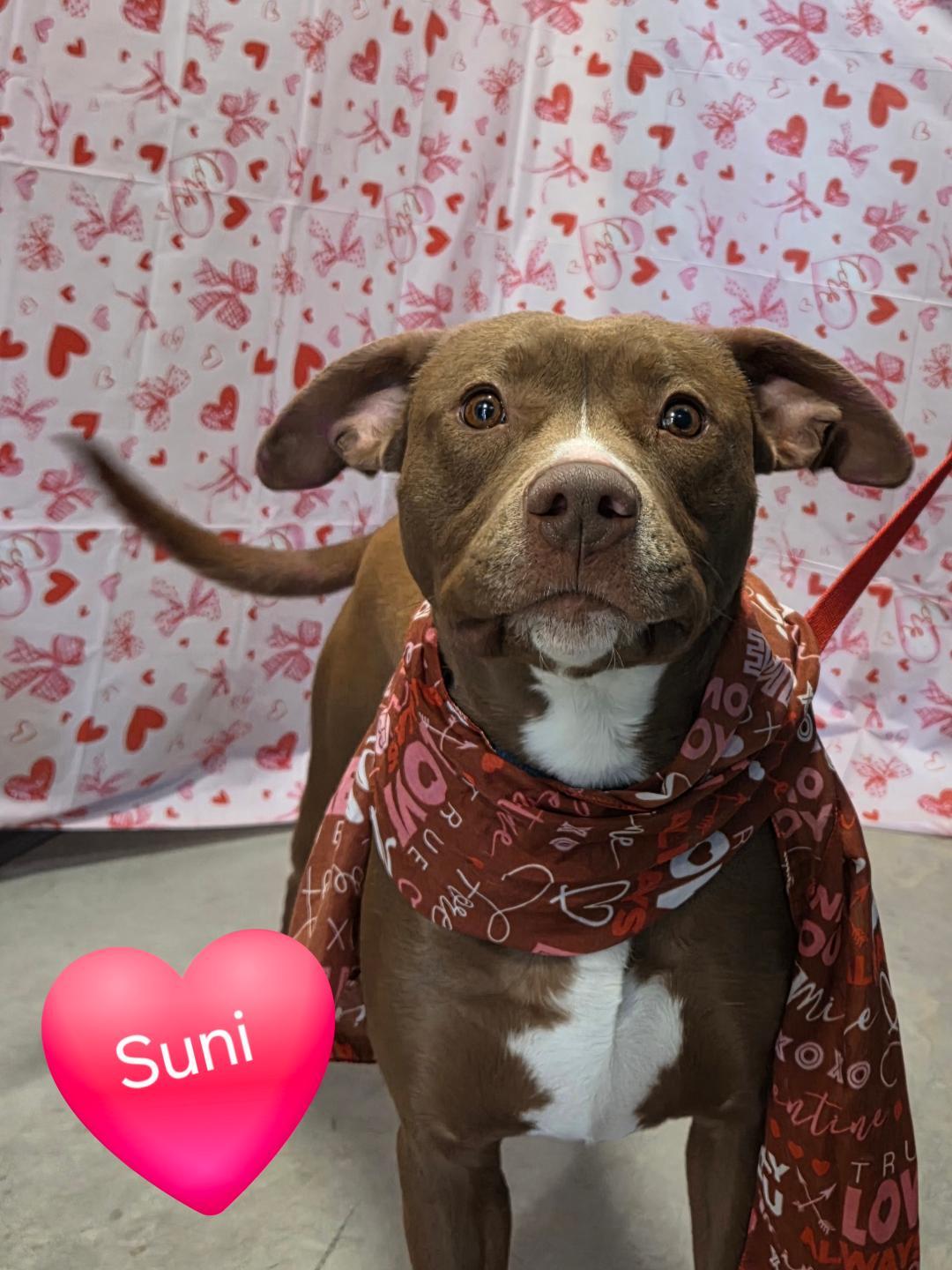 Enlarge Suni, a Adoptable mixed breed in Jefferson, IA image 1/3