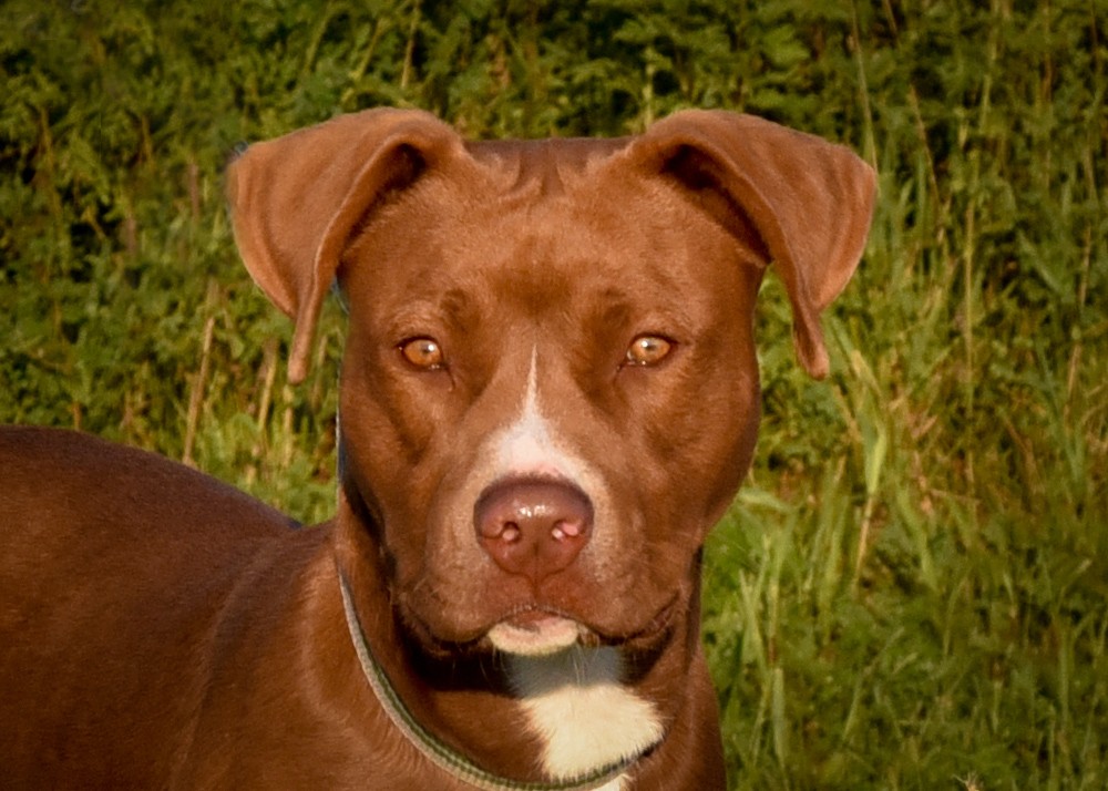 Suni, a Adoptable Pit Bull Terrier in Jefferson, IA image 3/3