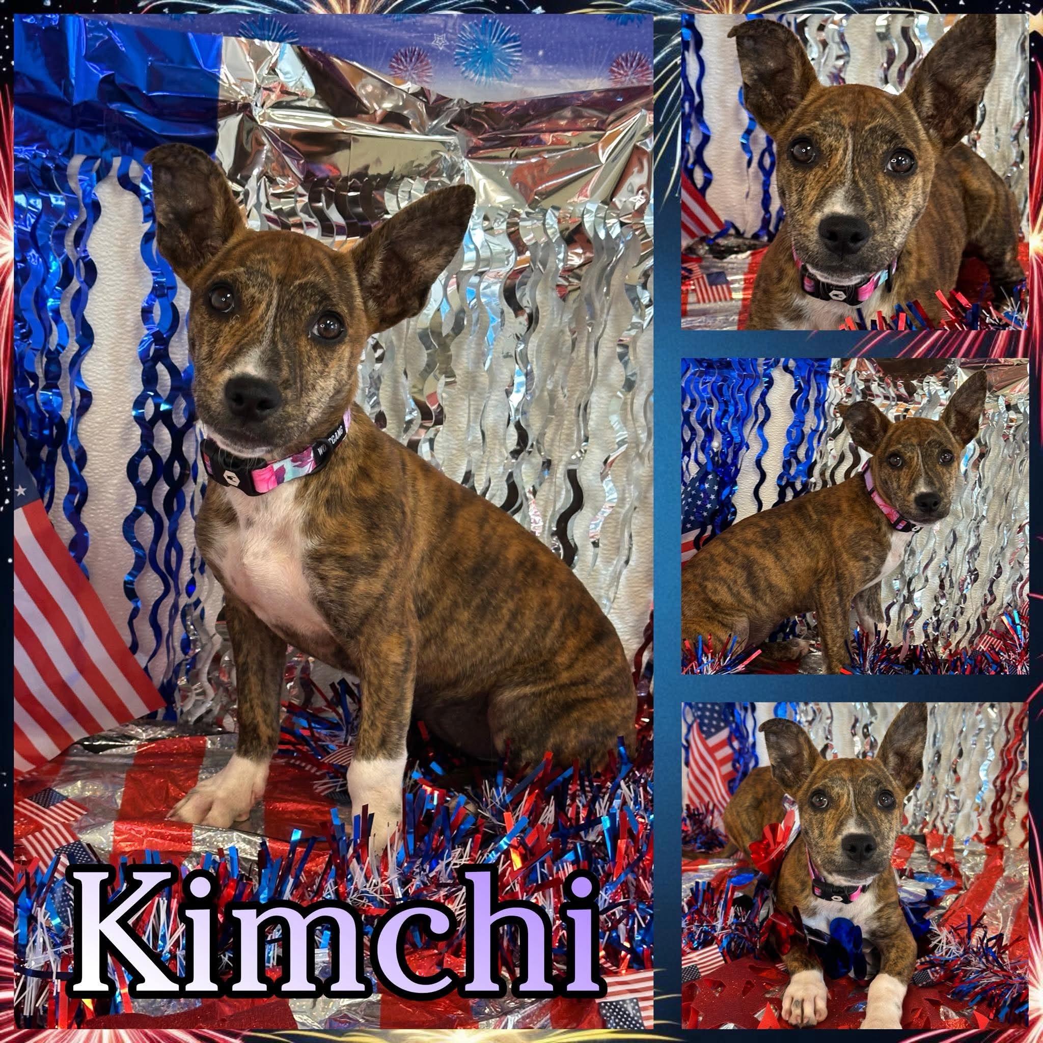 Enlarge Kimchi, an adopted mixed breed in Hatfield, PA image 1/1