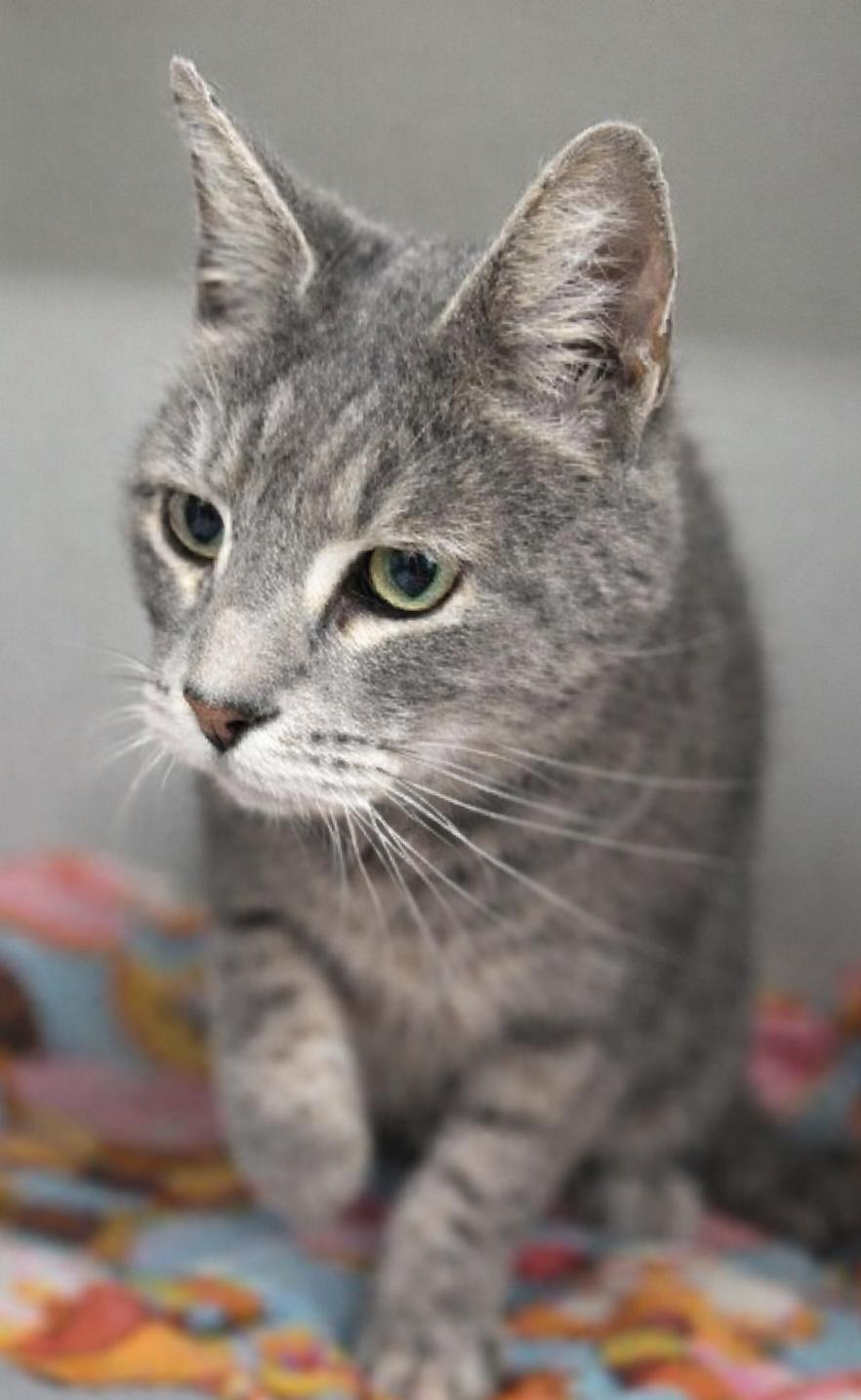 Enlarge Cheech, an adopted Domestic Short Hair in Stafford, VA image 1/1