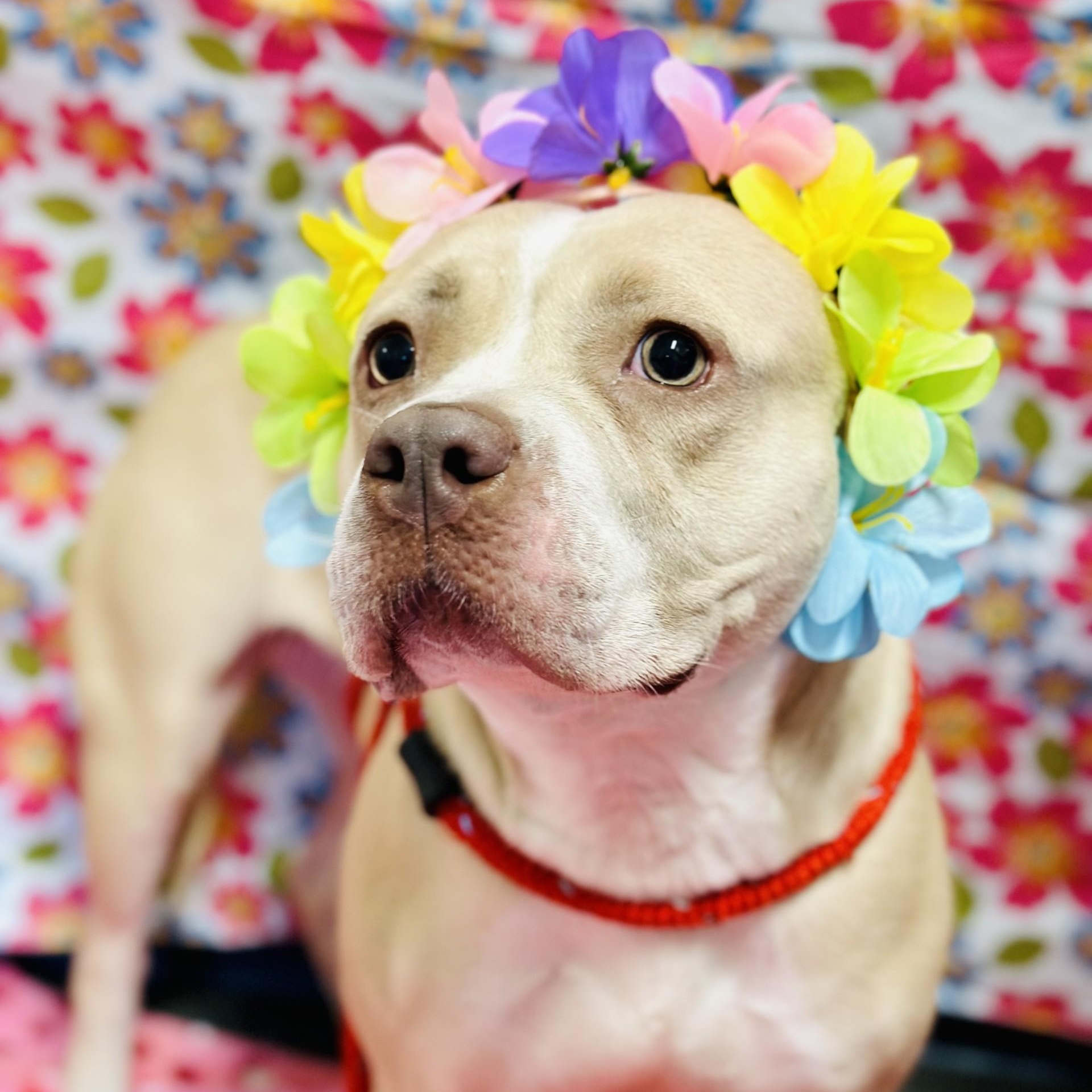 Cream, a ADOPTABLE Pit Bull Terrier in Jackson, NJ image 2/2