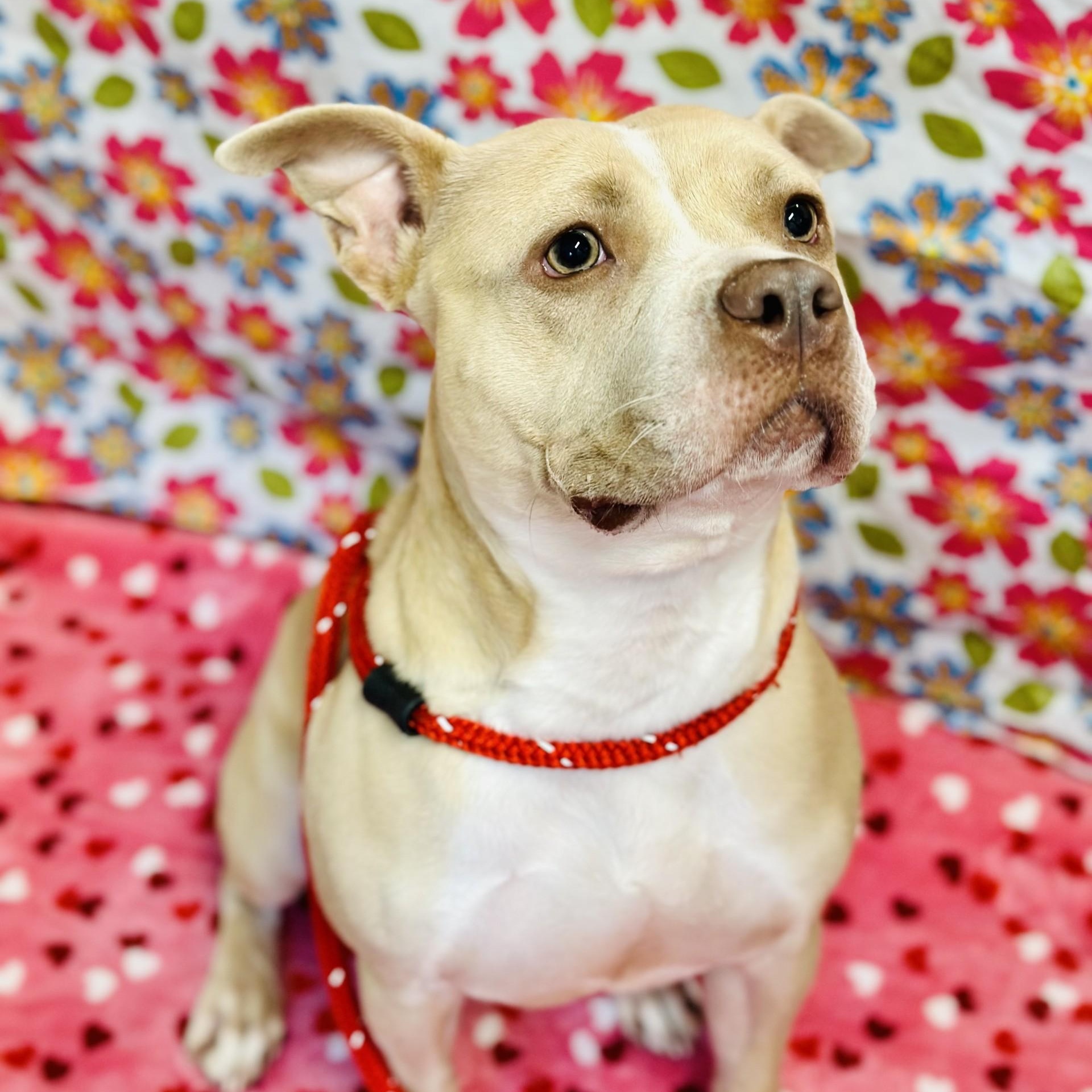 Cream, ADOPTABLE, Adult Female Pit Bull Terrier.