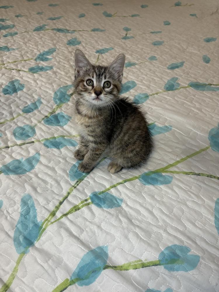 Noela, Adoptable, Kitten Female Tabby.
