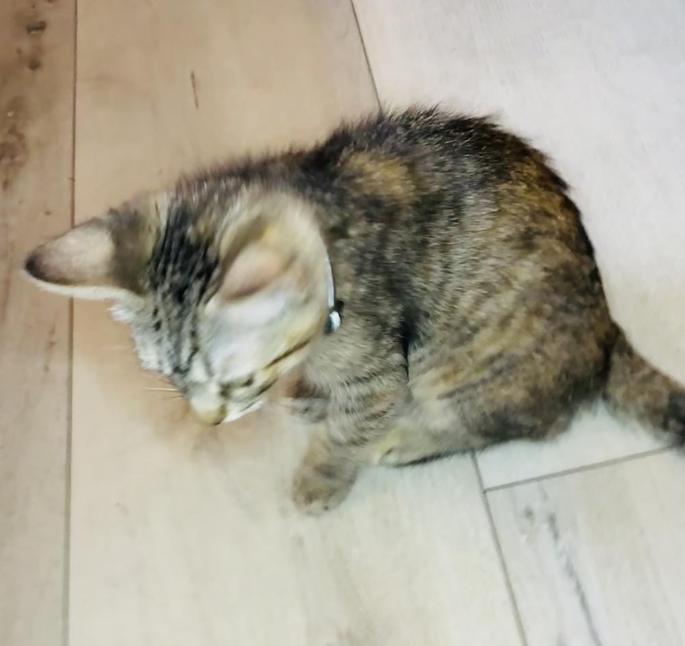 Noela, a Adoptable Tabby in Pinole, CA image 2/3