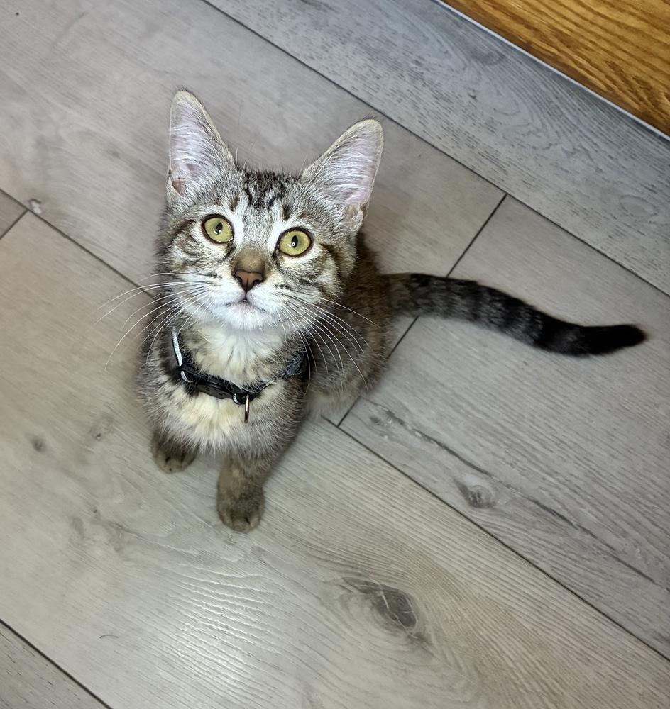 Noela, a Adoptable Tabby in Pinole, CA image 3/3