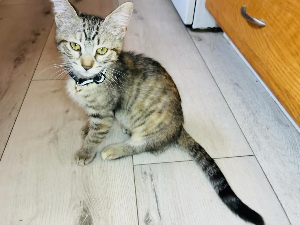Noela, Adoptable, Kitten Female Tabby.