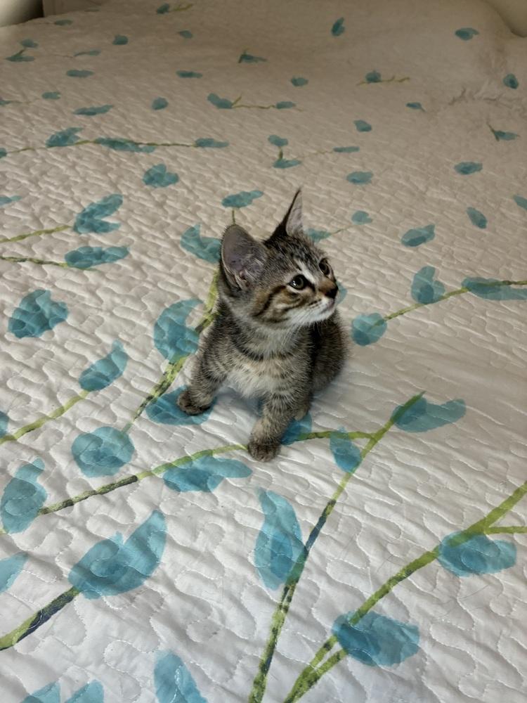 Enlarge Noela, a Adoptable Tabby in Pinole, CA image 3/3