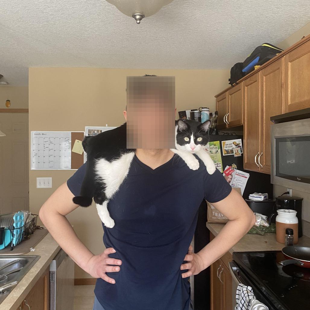 Peter, Adoptable, Adult Male Domestic Short Hair.