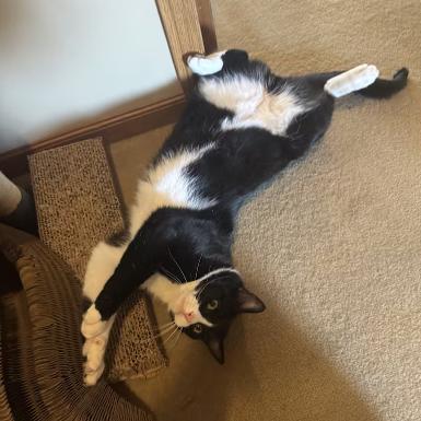 Enlarge Peter, a Adoptable Domestic Short Hair in Manhattan, KS image 2/6