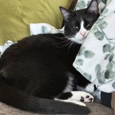 Enlarge Peter, a Adoptable Domestic Short Hair in Manhattan, KS image 3/6