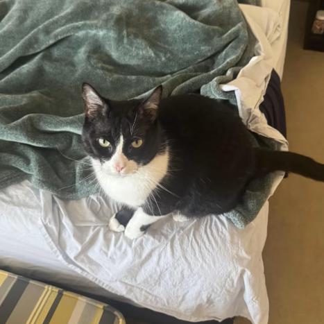 Enlarge Peter, a Adoptable Domestic Short Hair in Manhattan, KS image 4/6