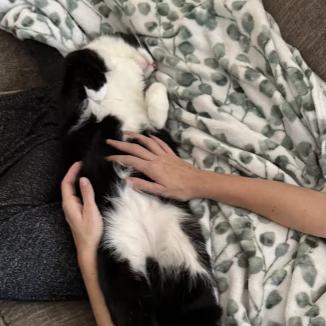 Enlarge Peter, a Adoptable Domestic Short Hair in Manhattan, KS image 5/6