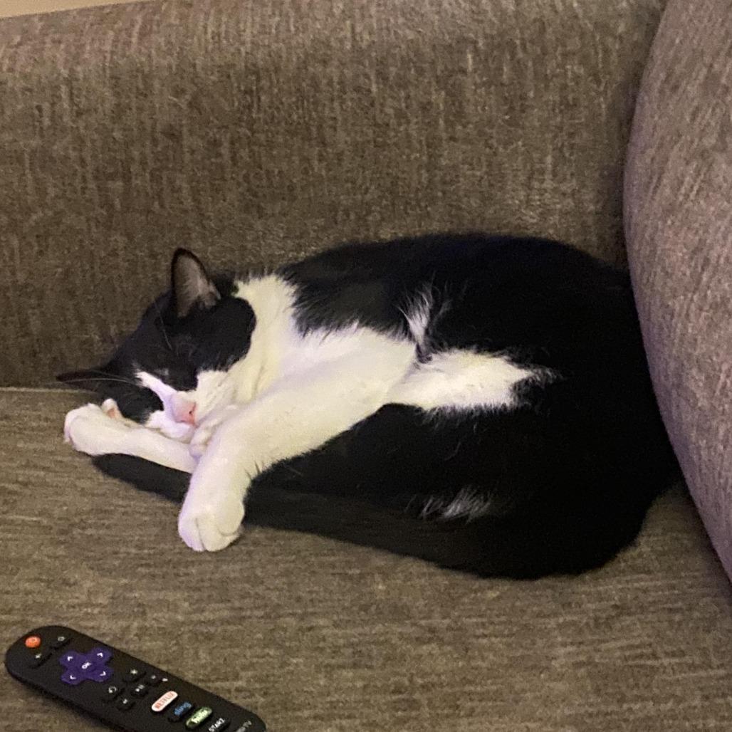 Enlarge Peter, a Adoptable Domestic Short Hair in Manhattan, KS image 6/6