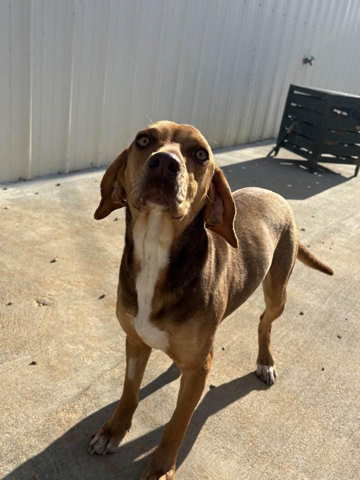 Enlarge Rue, an adopted mixed breed in Munfordville, KY image 1/1