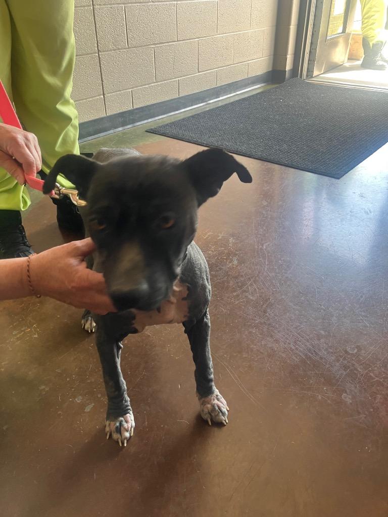 Enlarge Patches, a Adoptable mixed breed in Gallatin, TN image 1/3