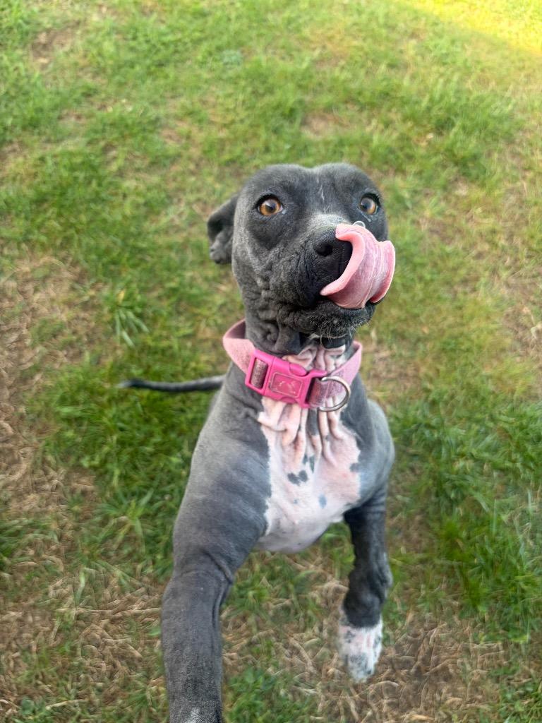 Enlarge Patches, a Adoptable mixed breed in Gallatin, TN image 3/3