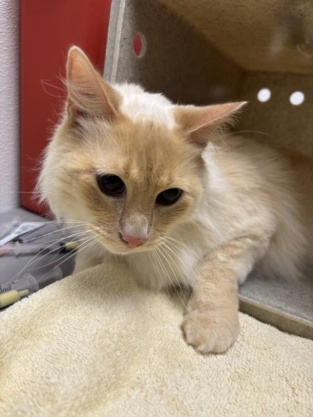 Enlarge Reeses, a Adoptable mixed breed in Silverdale, WA image 2/2
