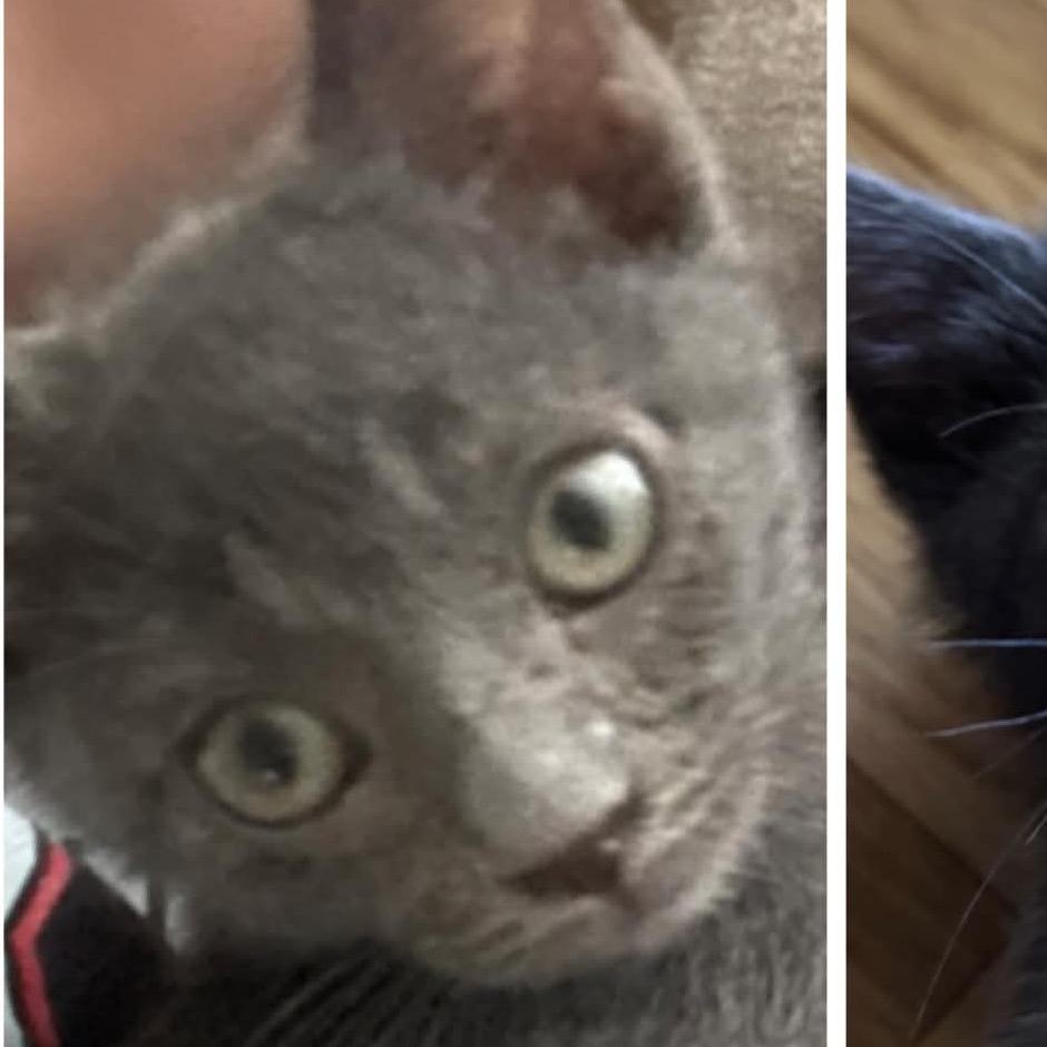 Winnie, ADOPTABLE, Kitten Female Domestic Short Hair.
