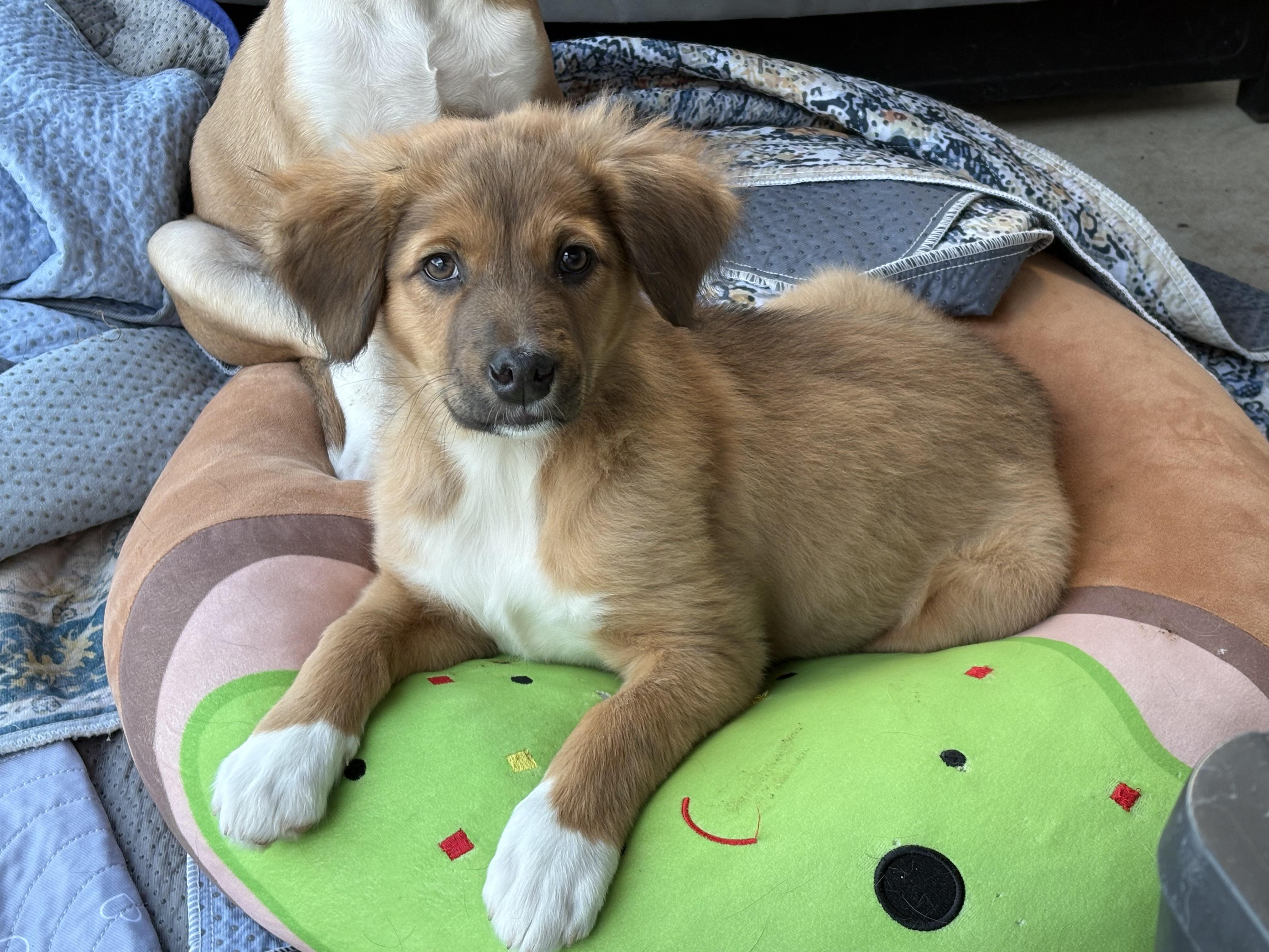 Enlarge Evie, an adopted mixed breed in Hatfield, PA image 3/4