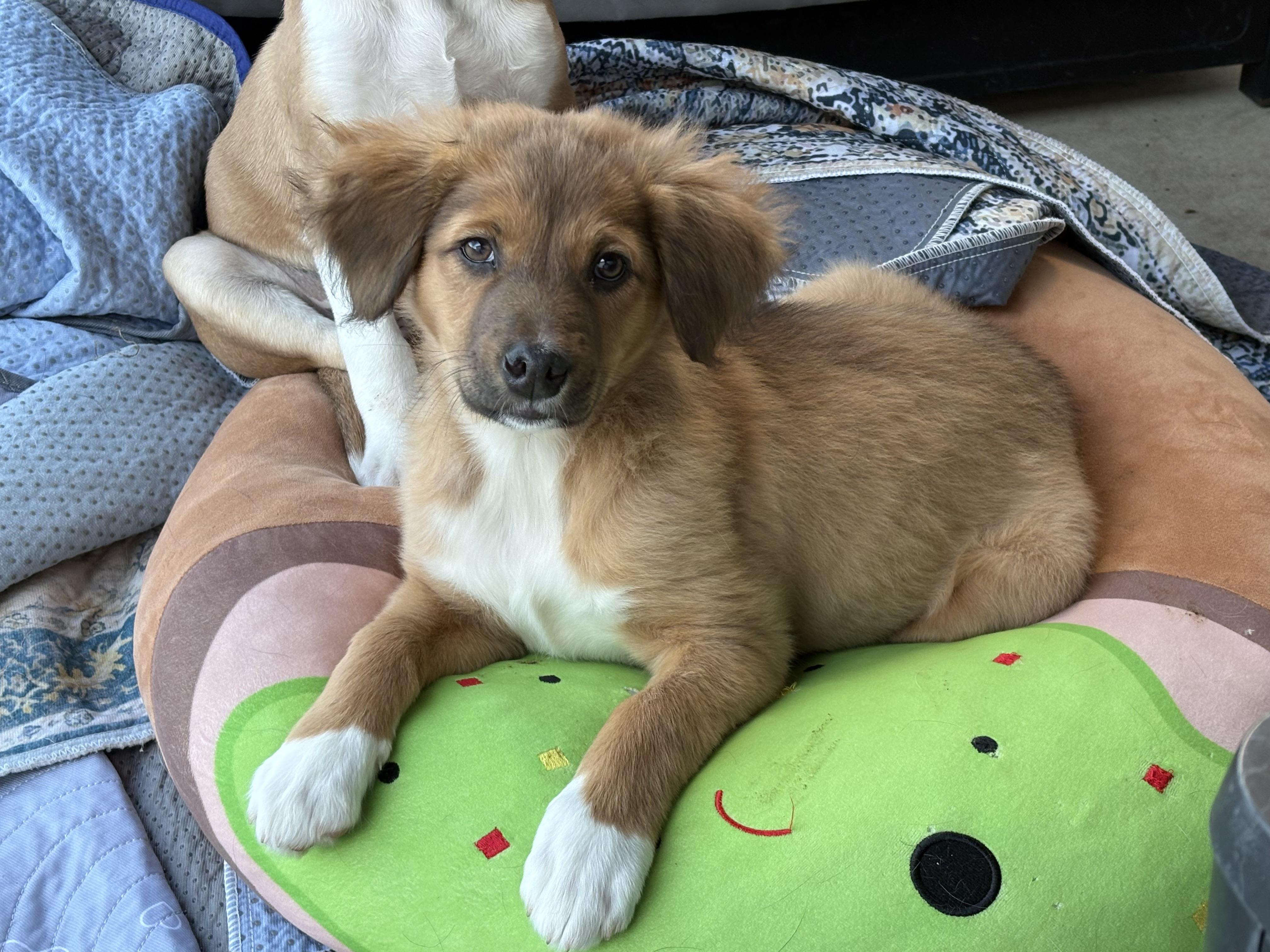 Enlarge Evie, an adopted mixed breed in Hatfield, PA image 2/4