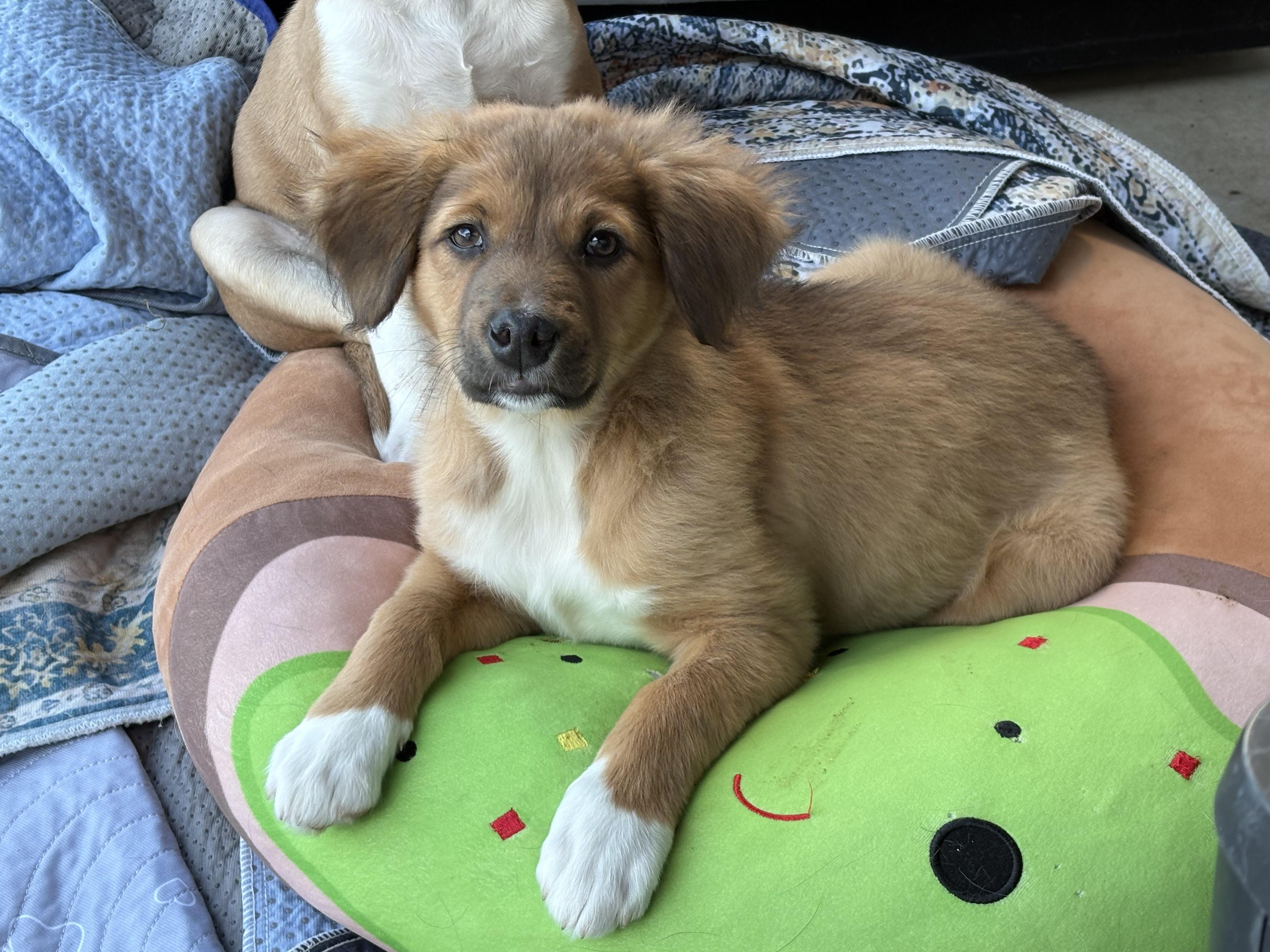 Evie, adopted, Puppy Female Beagle & Australian Shepherd.