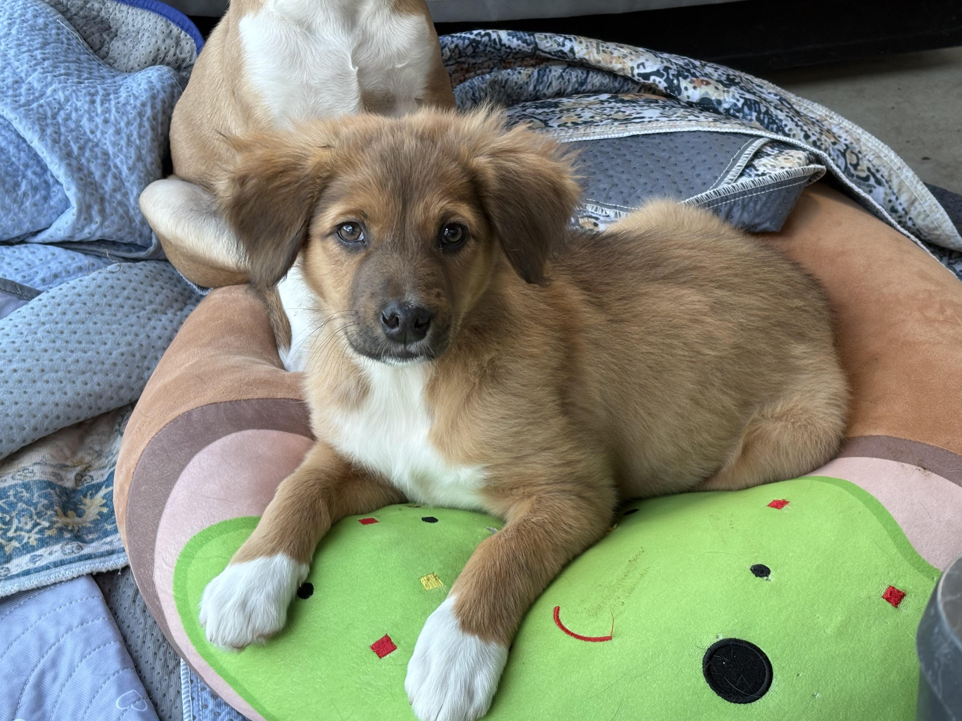 Enlarge Evie, an adopted mixed breed in Hatfield, PA image 4/4