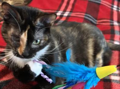 Ripley — thumbnail 4